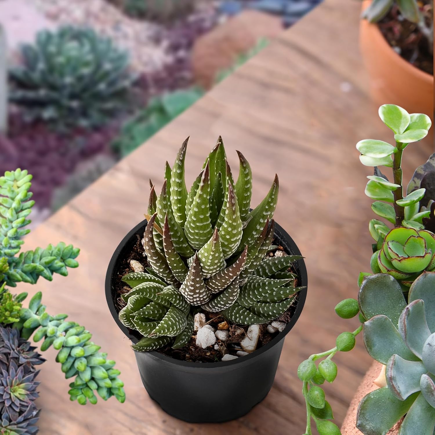 Sprout N Green Haworthia coarctata, Rare Live Succulent Plant Fully Rooted in 2inch Starter Pot, Home Office Indoor Outdoor Wedding Decoration DIY Projects Party Favor