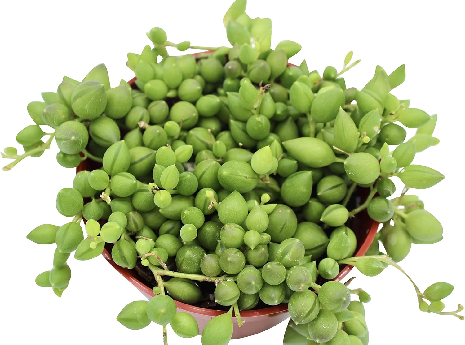 Live Succulent 4" String of Tears, Succulents Plants Live, Succulent Plants Fully Rooted, House Plant for Home Office Decoration, DIY Projects, Party Favor Gift by The Succulent Cult