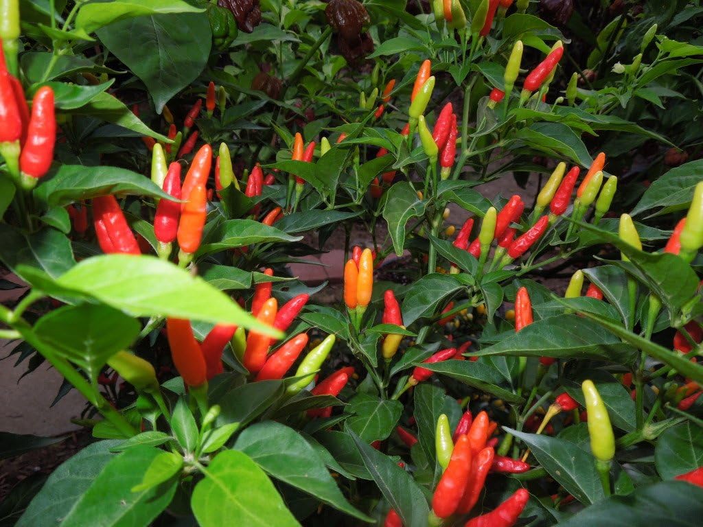 Clovers Garden Tabasco Pepper Plants- Two (2) Live Plants – Non-GMO - Not Seeds – Each 4"-8" Tall in 4 Inch Pots - Medium Hot