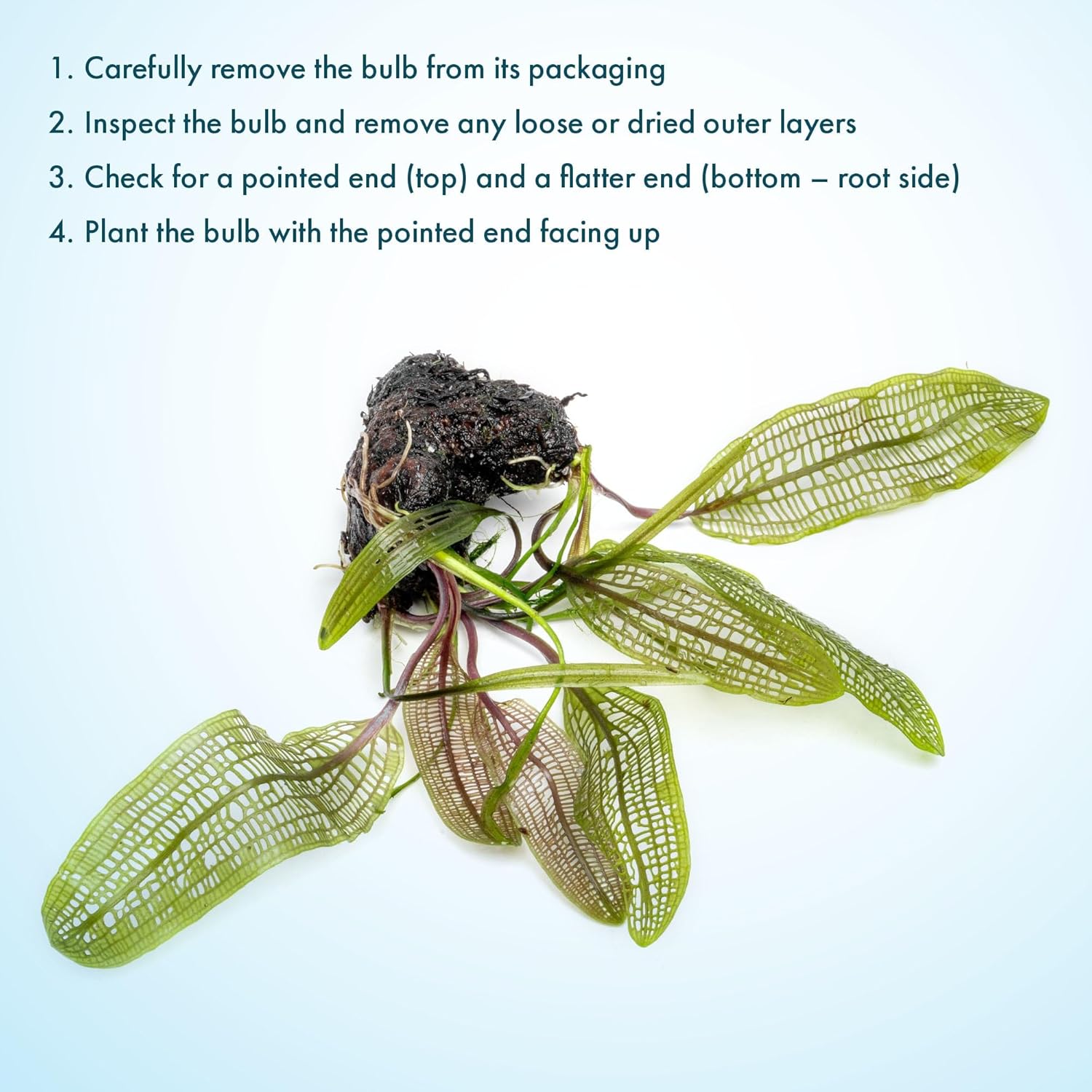 Live Plants – Madagascar Lace Plant (Aponogeton madagascariensis) – Medium to High Light, Light to Dark Green Color, Midground to Background, Lace Leaf - Bulb/Bunch, 1 Pack