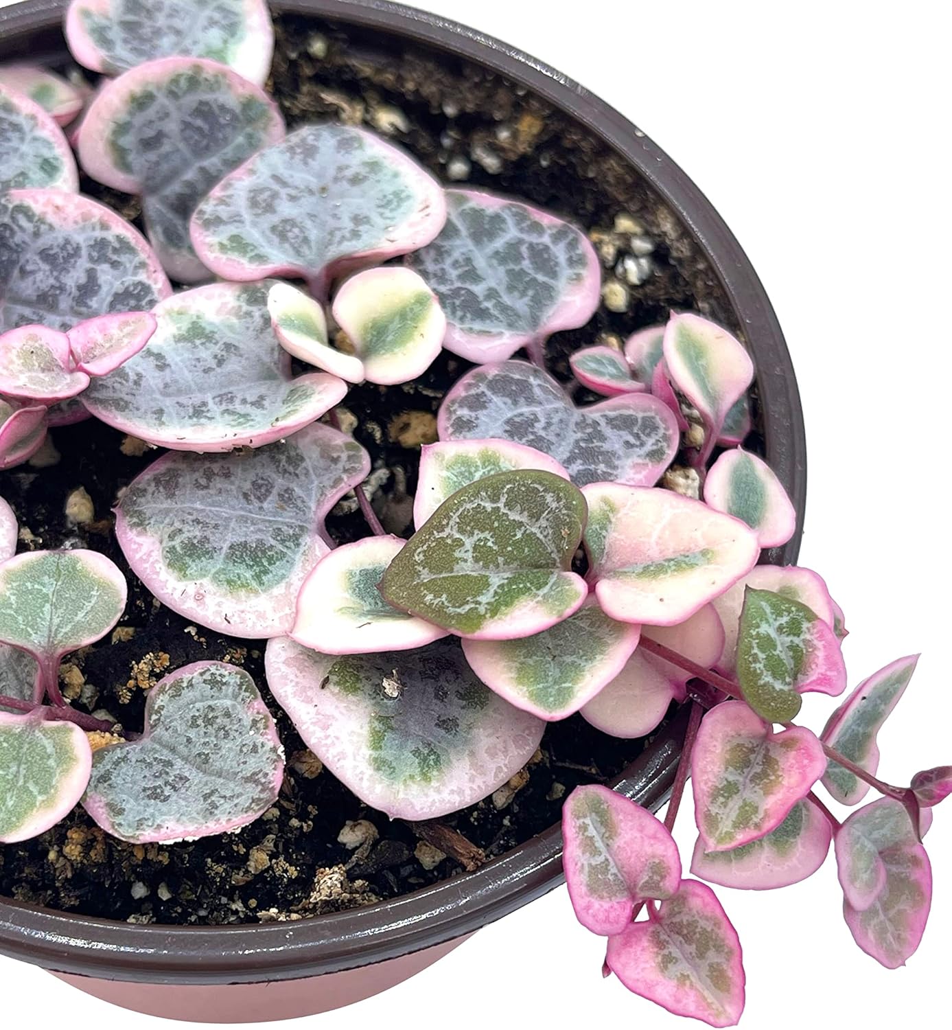 Live Succulent 4" Variegated String of Hearts, Succulents Plants Live, Succulent Plants Rooted, Hanging House Plant for Home Office Decoration, DIY Projects Party Favor Gift by The Succulent Cult
