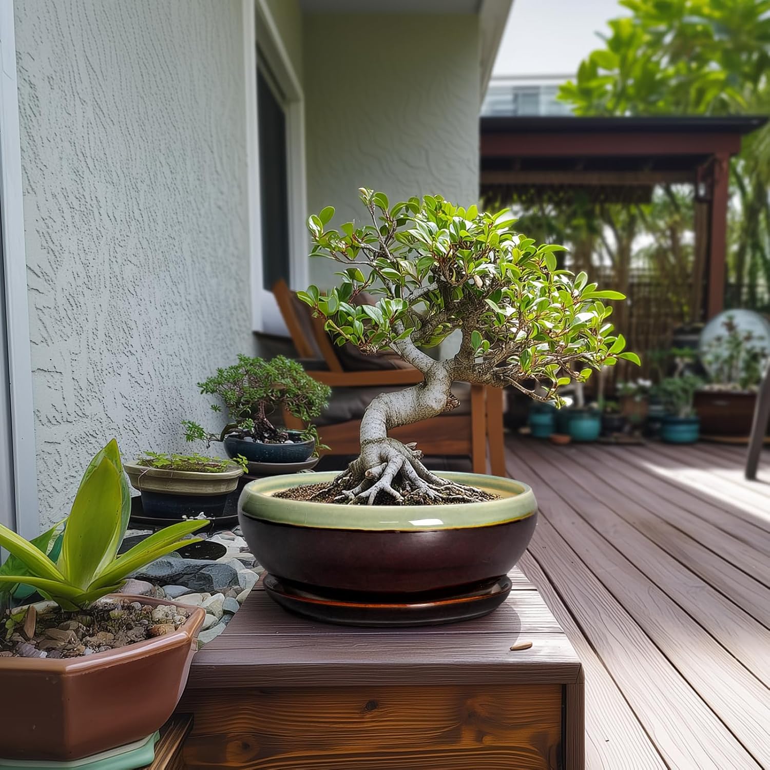 SQOWL Succulent Planters 10 Inch - Ceramic Bonsai Pots with Drainage Hole and Saucer, Shallow Indoor Planter, Round Succulent Pot, Bowl Planter Outdoor, Porch Decor, Gift for Plant Lover, Green-Brown