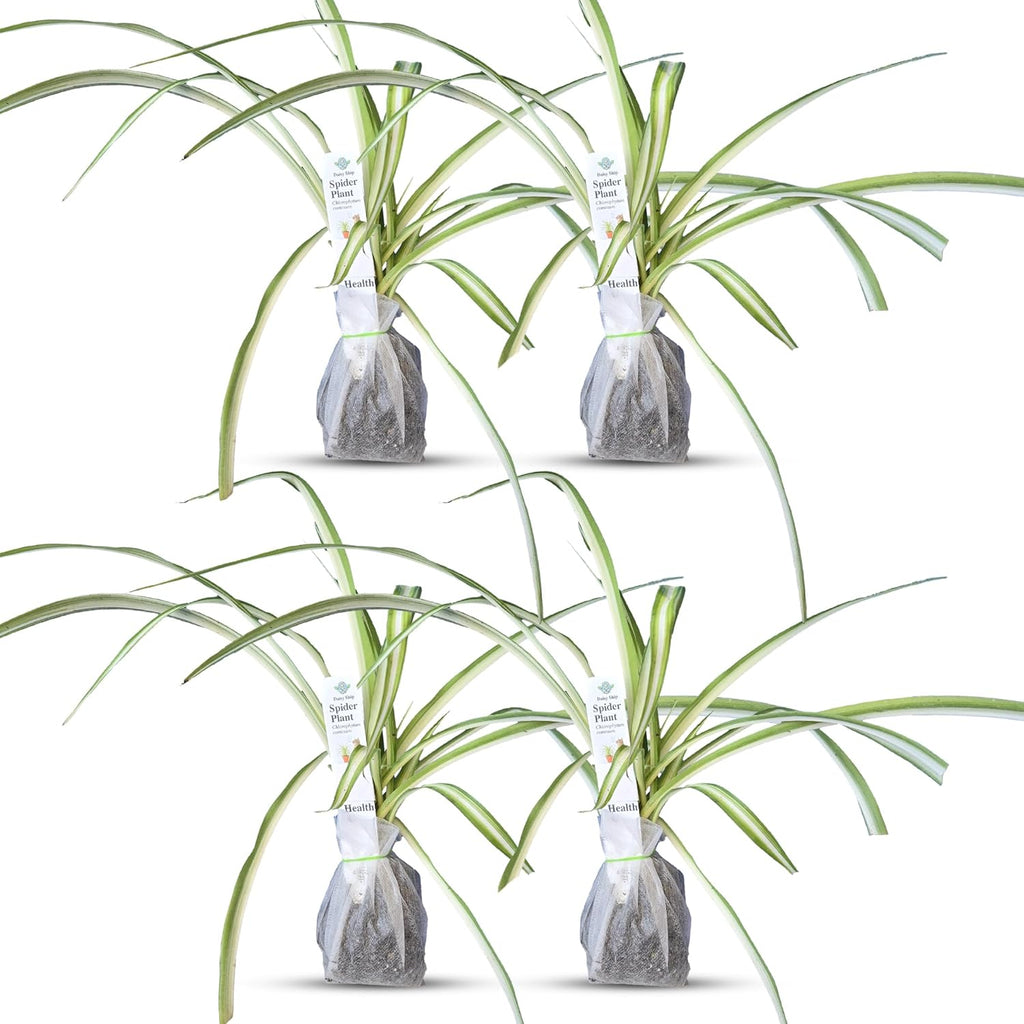 Healthy Spider Plant - Easy Care, Air-Purifying Houseplant (4 Spider sacs)
