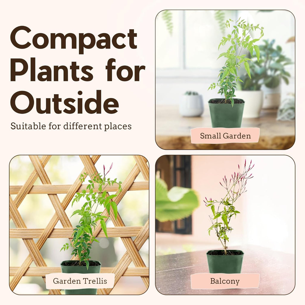 Generic Mini Pink Jasmine Vine, Fragrant and Live Houseplant, 2 Inch Pot, Jasminum Polyanthum (3)