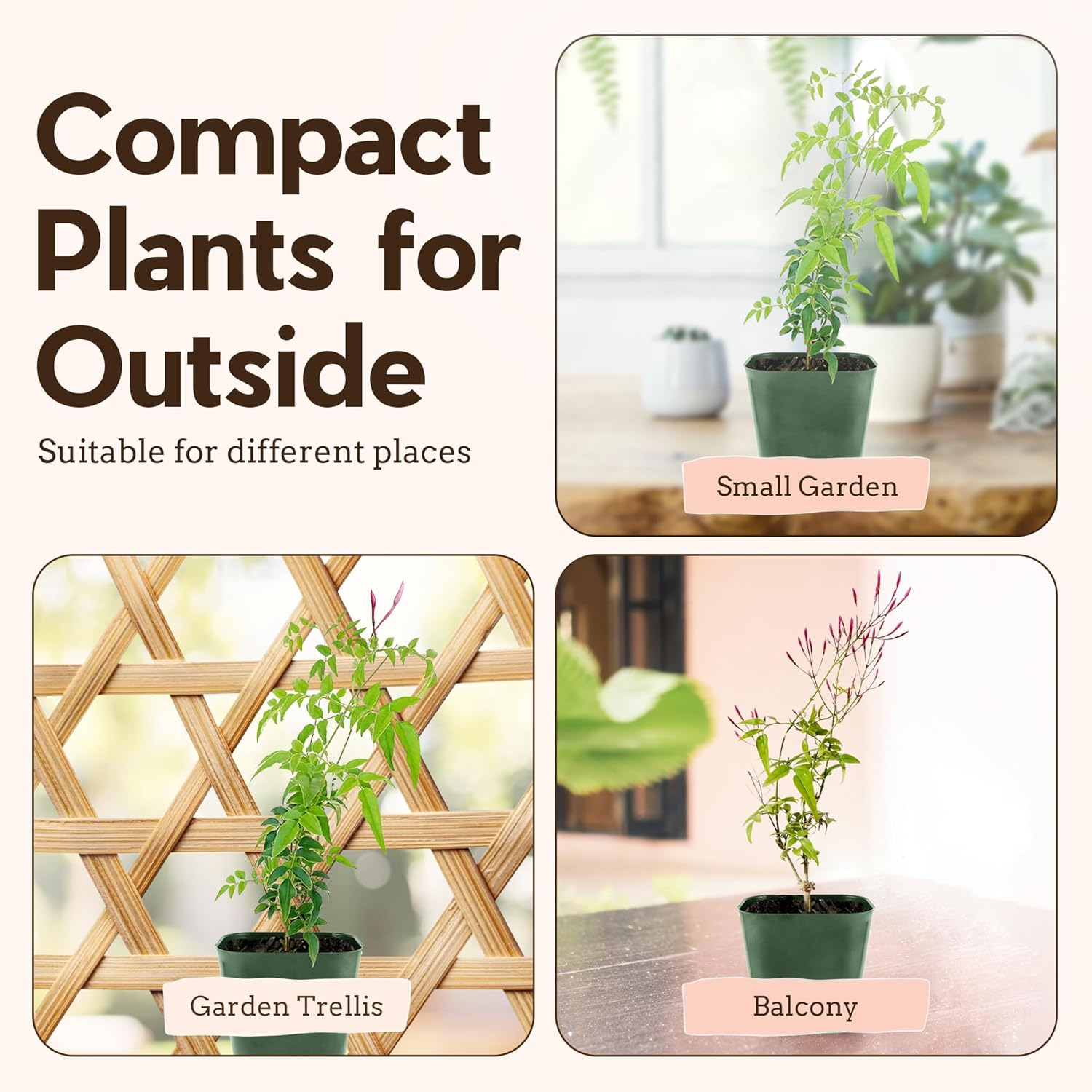 Generic Mini Pink Jasmine Vine, Fragrant and Live Houseplant, 2 Inch Pot, Jasminum Polyanthum (3)