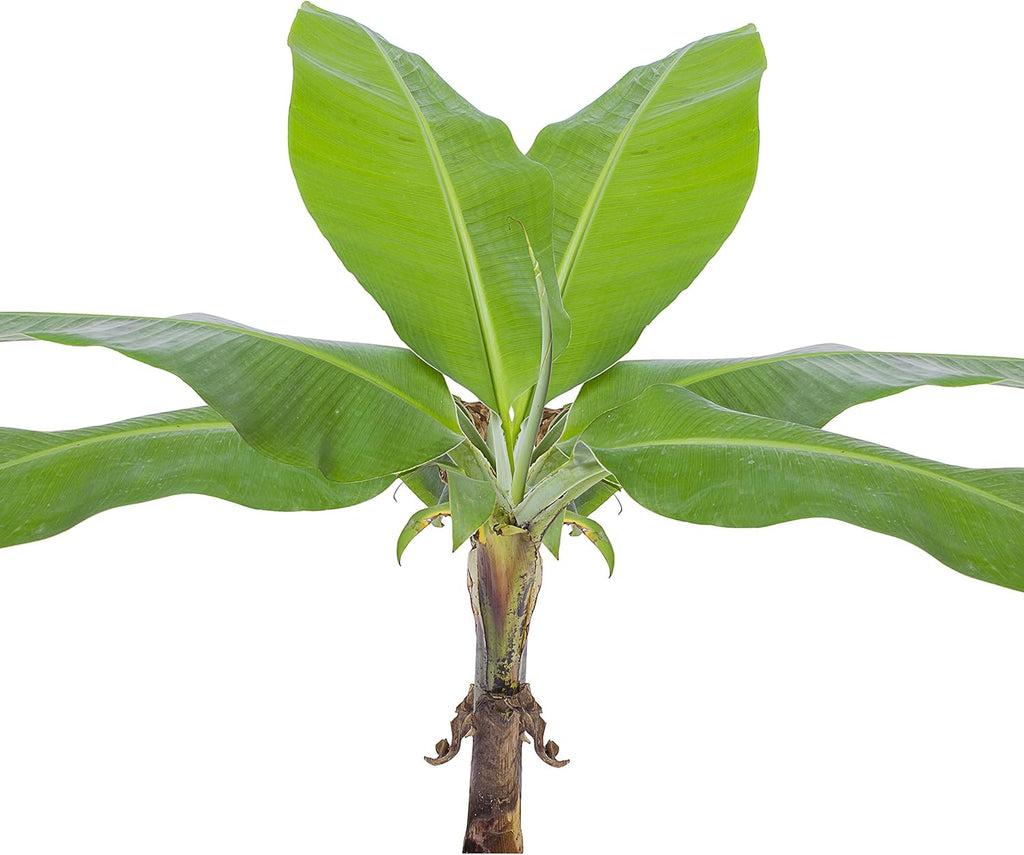 Little Prince Banana - Musa 'Little Prince' by Wellspring Gardens - Ornamental Tropical Beauty for Container Gardening and Indoors - Small Banana Live Plant