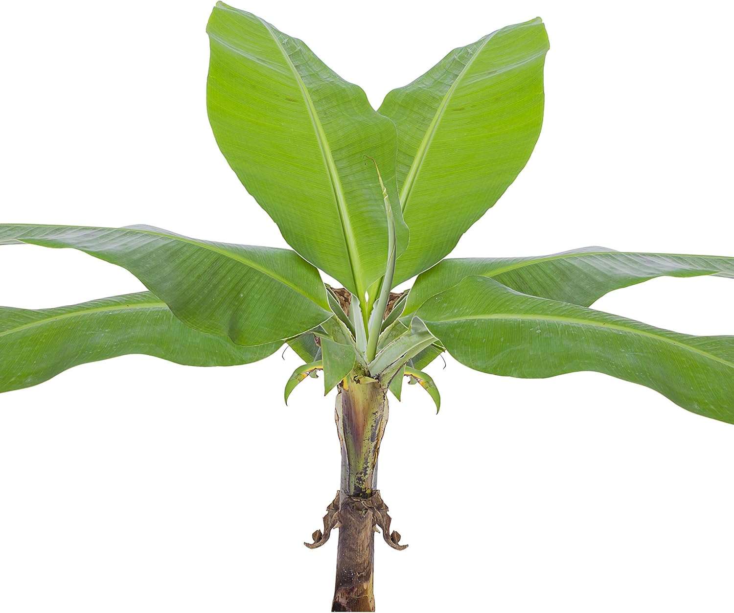 Little Prince Banana - Musa 'Little Prince' by Wellspring Gardens - Ornamental Tropical Beauty for Container Gardening and Indoors - Small Banana Live Plant