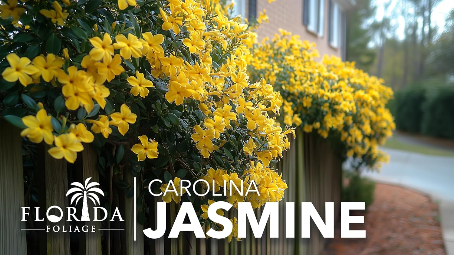 Carolina Jasmine | 20 Live Plants | Gelsemium sempervirens | Fast-Growing Flowering Vine for Trellises & Fences | Climbing Landscape Plants