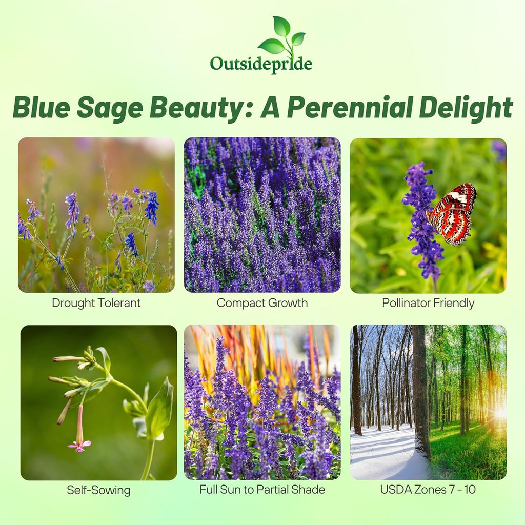Outsidepride Blue Sage Seeds - 1/4 Lb. Perennial, Drought-Tolerant & Deer-Resistant Wildflower Seeds w/Fragrant Blooms for Pollinator Attractant for Butterfly & Hummingbird Gardens & Landscaping