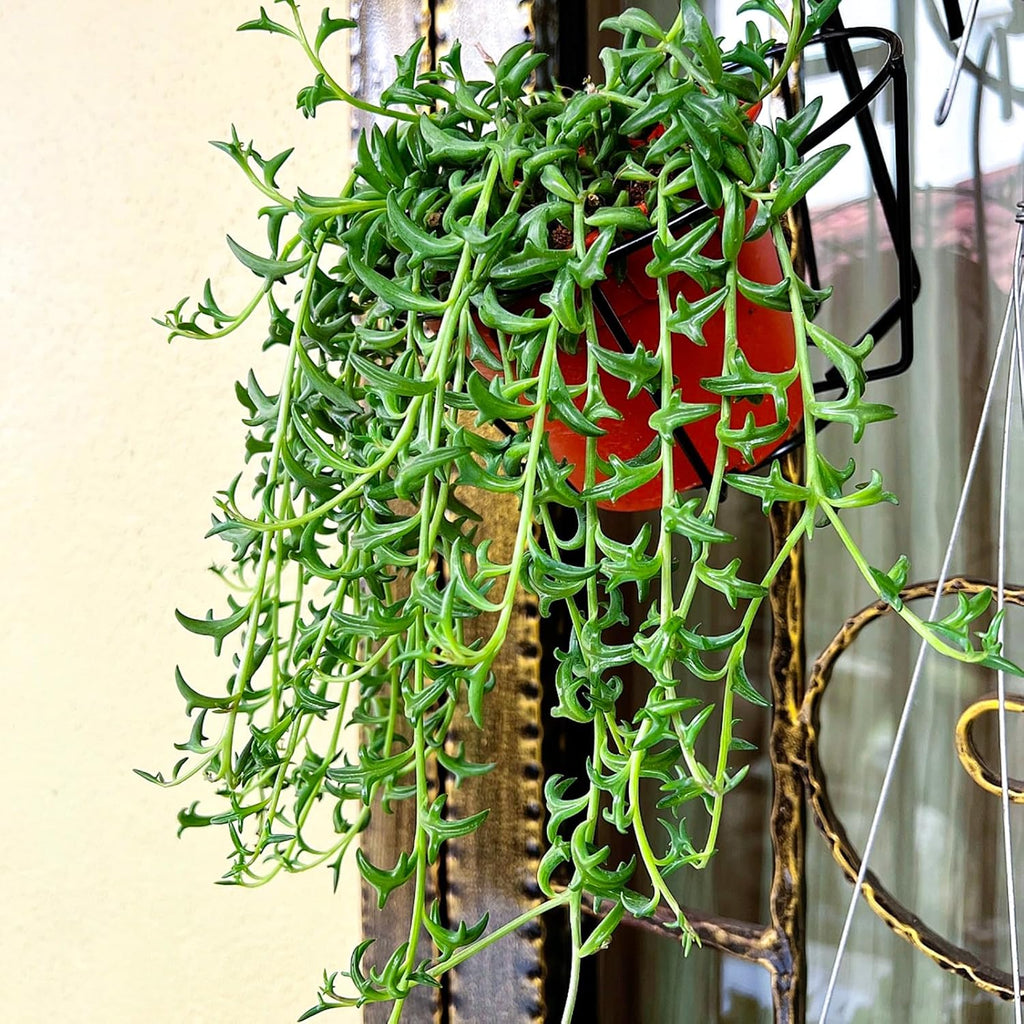 String of Dolphins with White Stripe 4" Pot, Live Succulent Plant Fully Rooted in Pots with Soil, Rare House Plant for Home Office Wedding Decoration DIY Projects Party