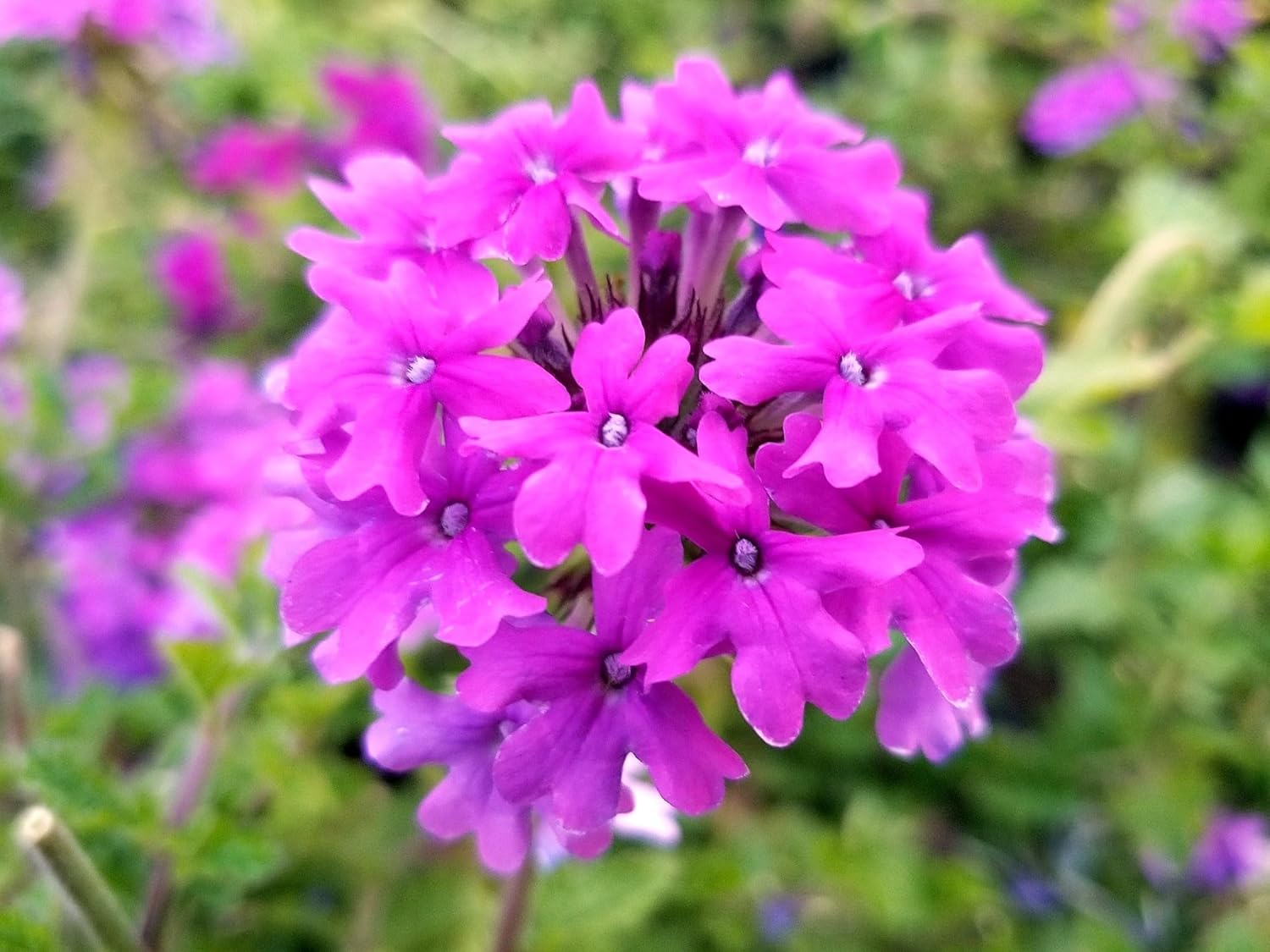 Greenwood Nursery: Live Perennial Plants - 'Homestead Purple' + Verbena Canadensis - [Qty: 5X Pint Pots] - (Click for Other Available Plants/Quantities)