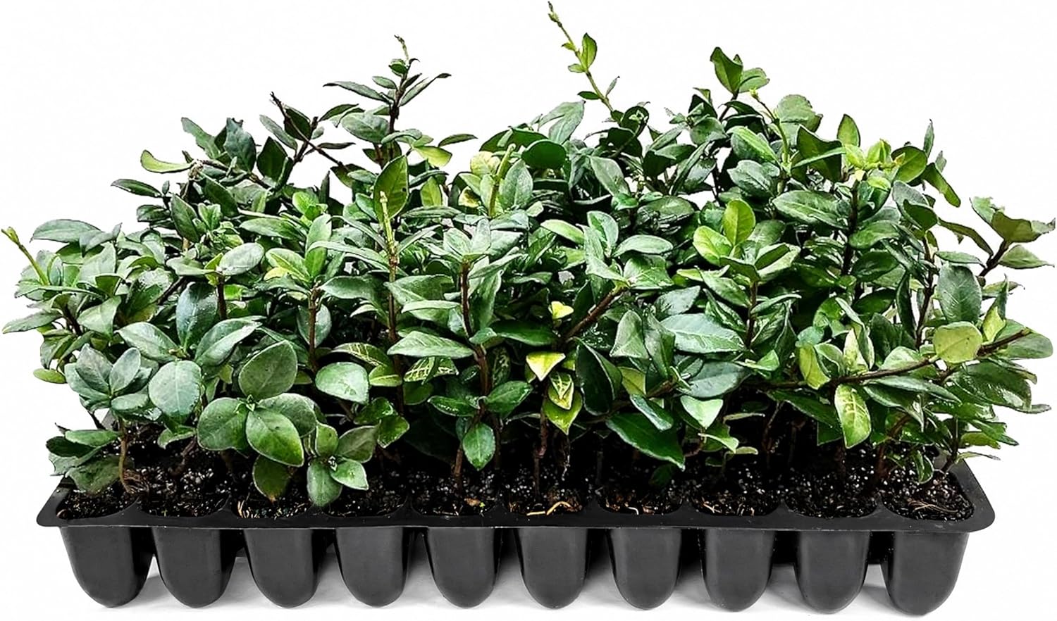 Star Jasmine | 20 Live Plants | Trachelospermum Jasminoides | Fragrant Blooming Evergreen Vine, Low Maintenance, Climbing, White Flowers, Attracts Pollinators, Drought Tolerant