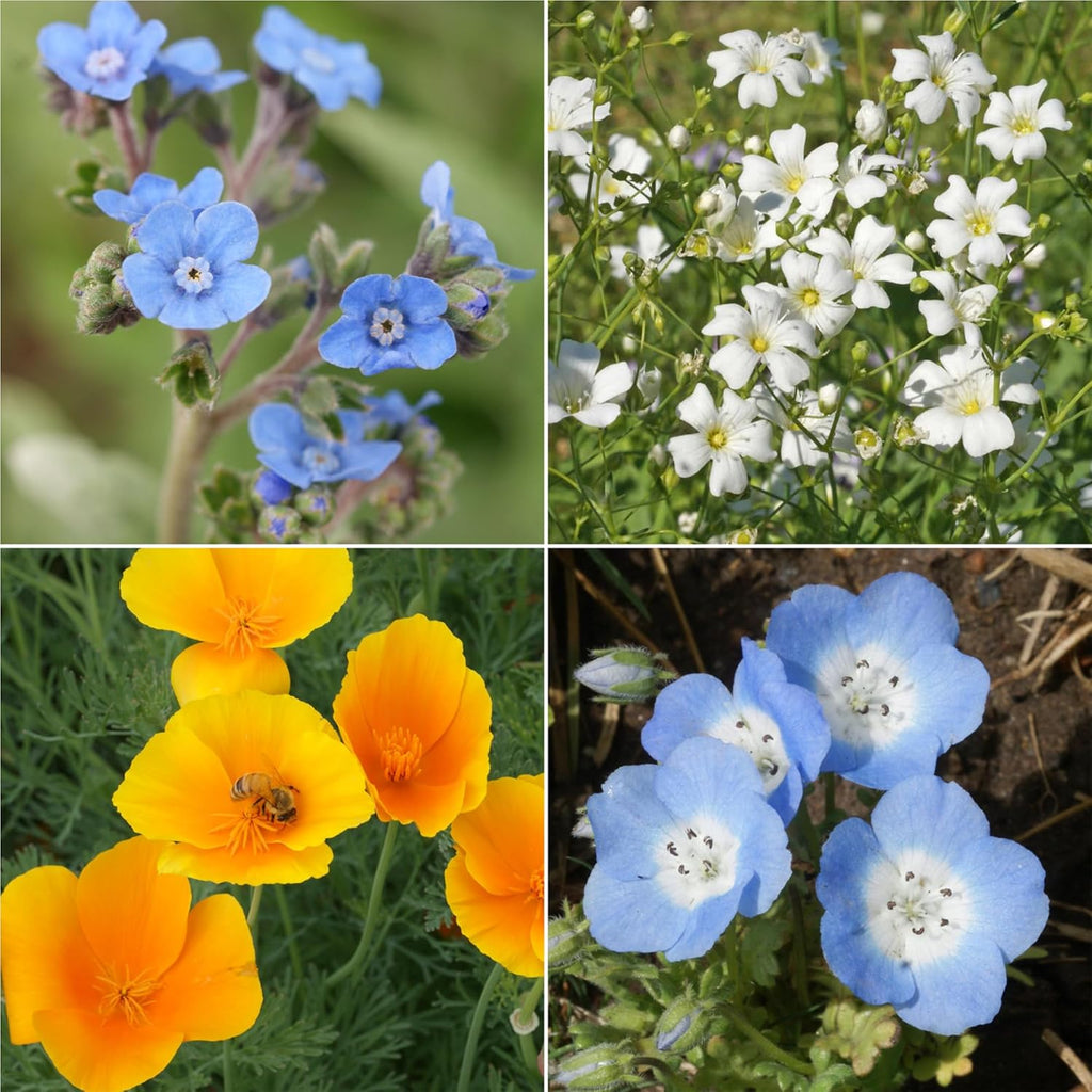 Ferry-Morse All Purpose Sun-Shade Mix Bulk Wildflower Seeds, 1lb