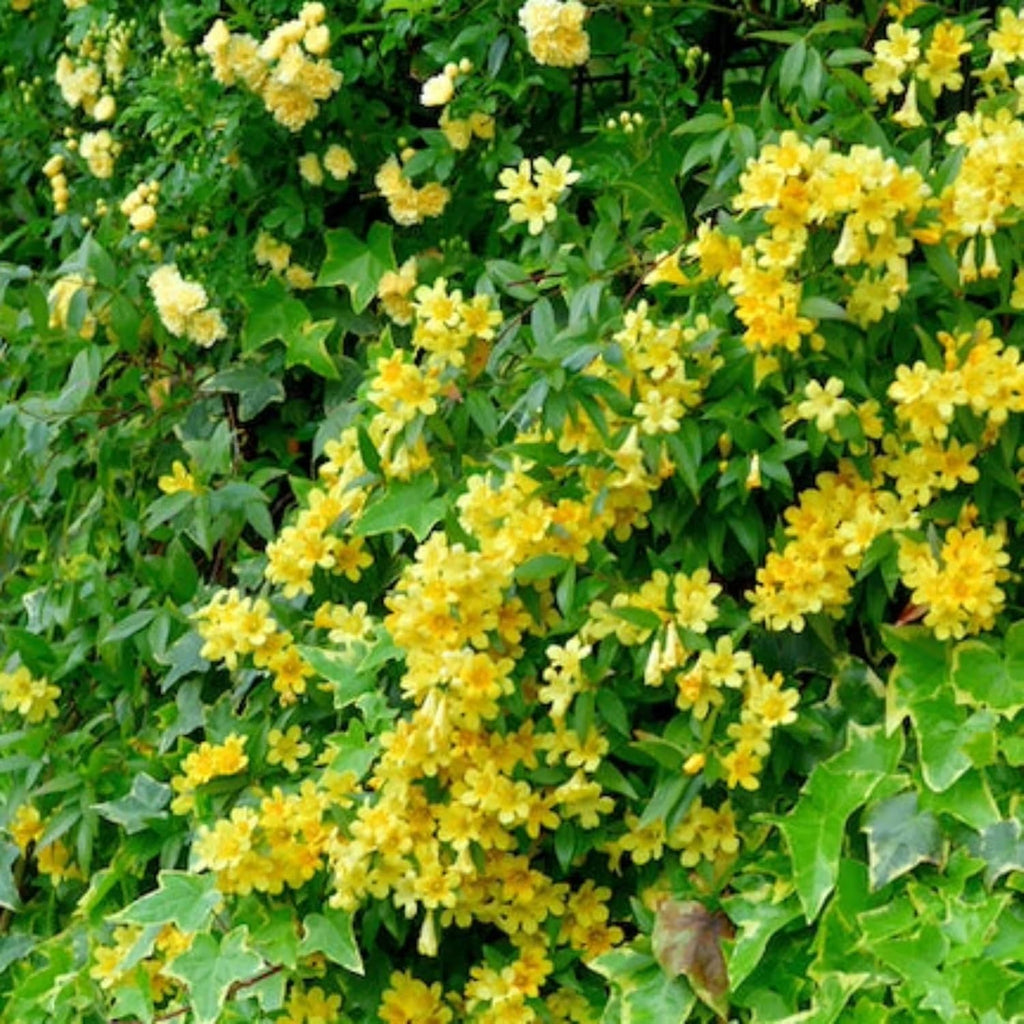 Carolina Jasmine Plant, Live Evergreen Vine, Fragrant Yellow Blooms, Fast Growing Climber for Trellis, Fences, or Arbors - Gelsemium sempervirens - 2 Bags