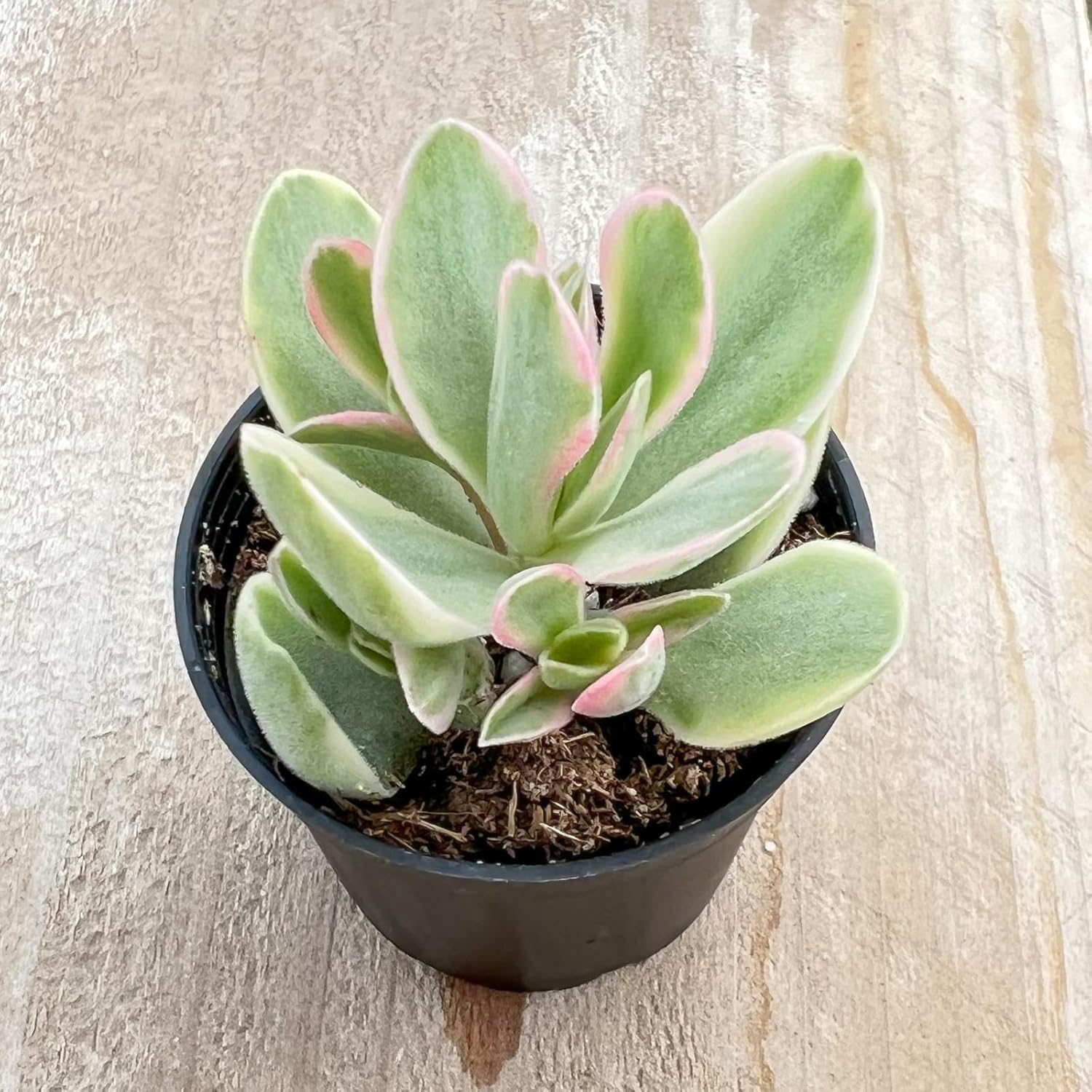 Sprout N Green Money Maker Variegata | Crassula atropurpurea VAR. muirii variegata, Rare Live Succulent Plant Fully Rooted in 2" Planter with Soil, Indoor Outdoor Wedding Decoration DIY Projects