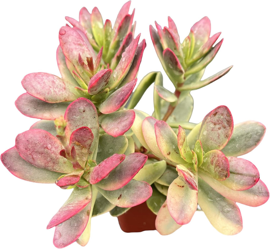 Sprout N Green Crassula Platyphylla f. Variegata, 1 Live Succulent Plant Fully Rooted in 2" Pot, House Plant for Indoor Outdoor Home Office Wedding Decoration DIY Project Party Favor
