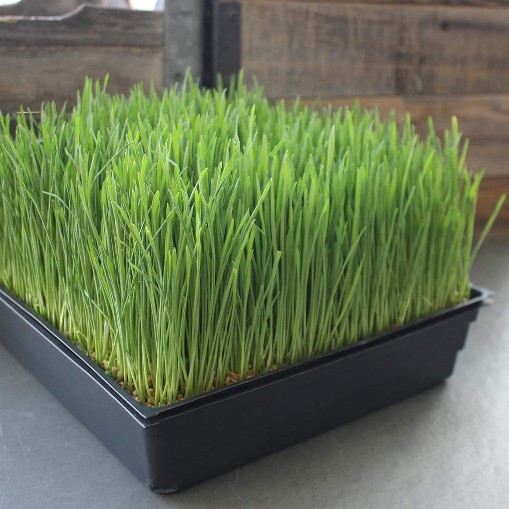 10-Pack 1010 Garden Growing Trays Without Drain Holes - 10" x 10" Plastic Plant Trays No Holes - Wheatgrass Sprouting Tray, Microgreens Seed Tray, Hydroponic Trays, Nursery Flats, Greenhouse Supplies