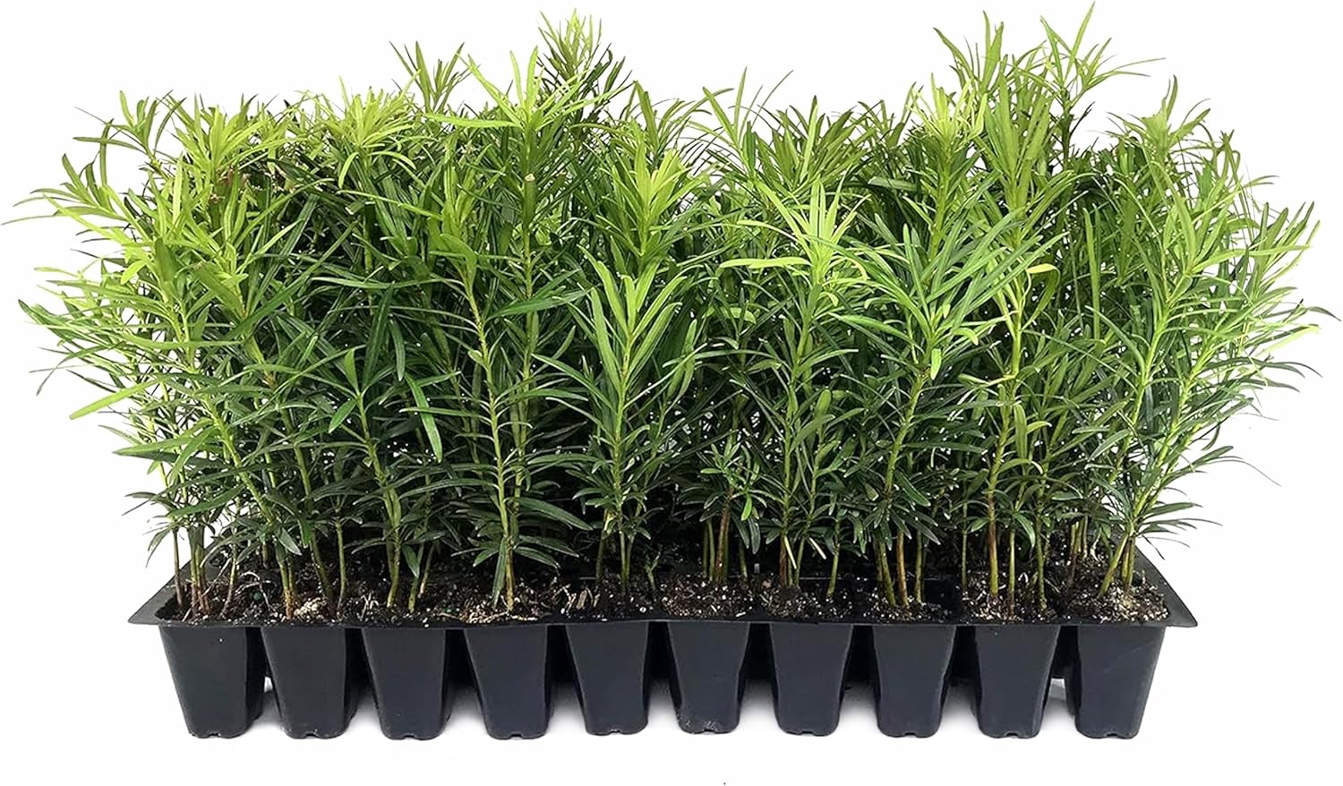 Podocarpus Macrophyllus Japanese Yew | 30 Live Plants | Podocarpus macrophyllus | Privacy Hedge Shrub | Evergreen Landscaping Plants for Gardens & Borders