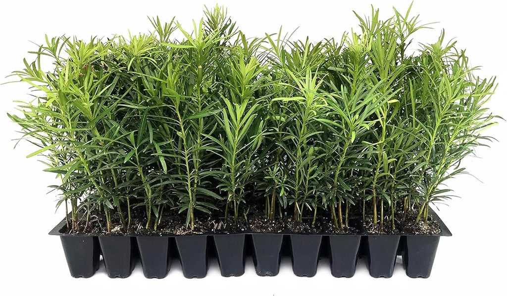 Podocarpus Macrophyllus Japanese Yew | 10 Live Plants | Podocarpus macrophyllus | Privacy Hedge Shrub | Evergreen Landscaping Plants for Gardens & Borders