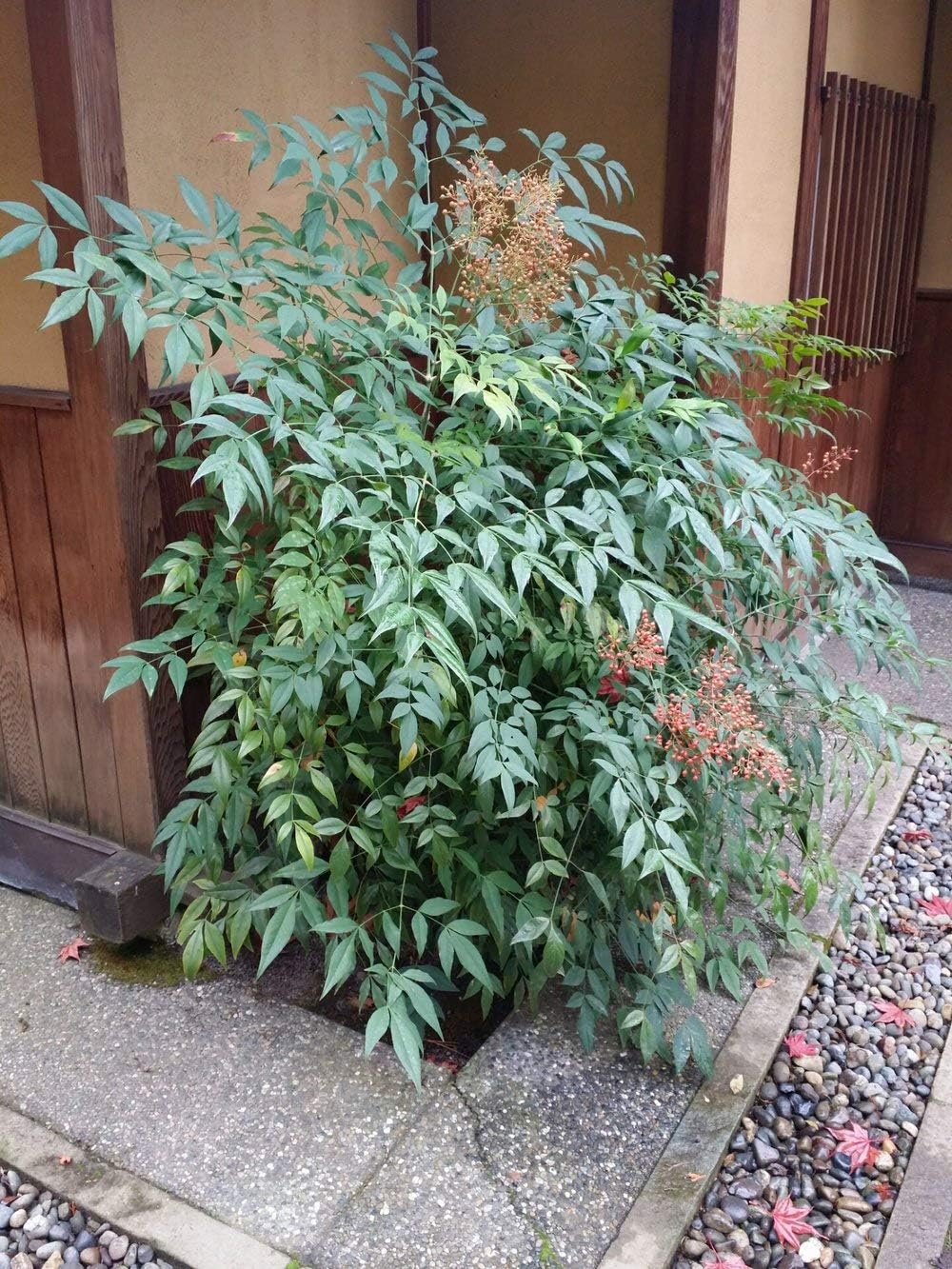 Heavenly Bamboo - Nandina Domestica - 1 Live Gallon Size Plant - Beautiful & Colorful Low Maintenance Foliage