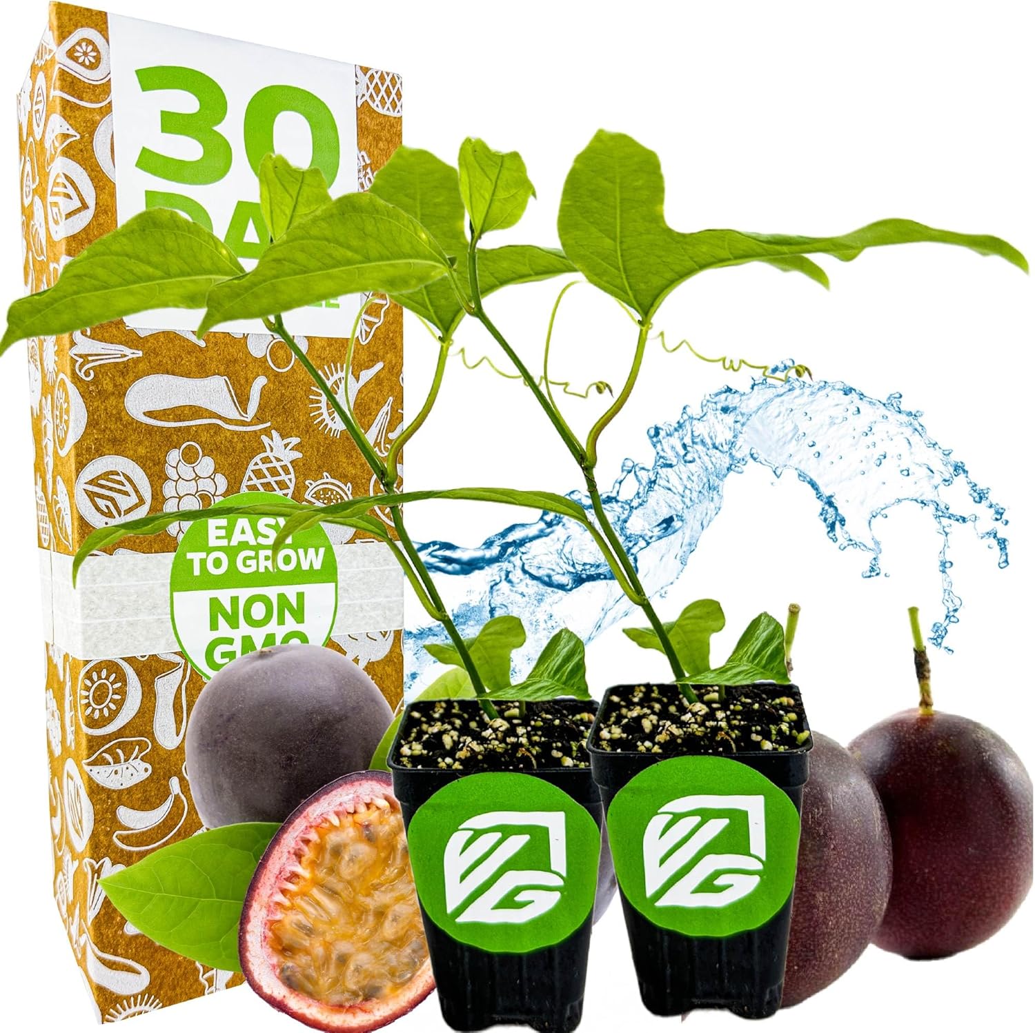 Purple Possum Passion Fruit Vine Live Plant – Passiflora edulis by Wellspring Gardens – Sweet, Aromatic Fruit – Fast-Growing & Self-Pollinating – Great for Fences, Trellises & Containers (2-Pack)