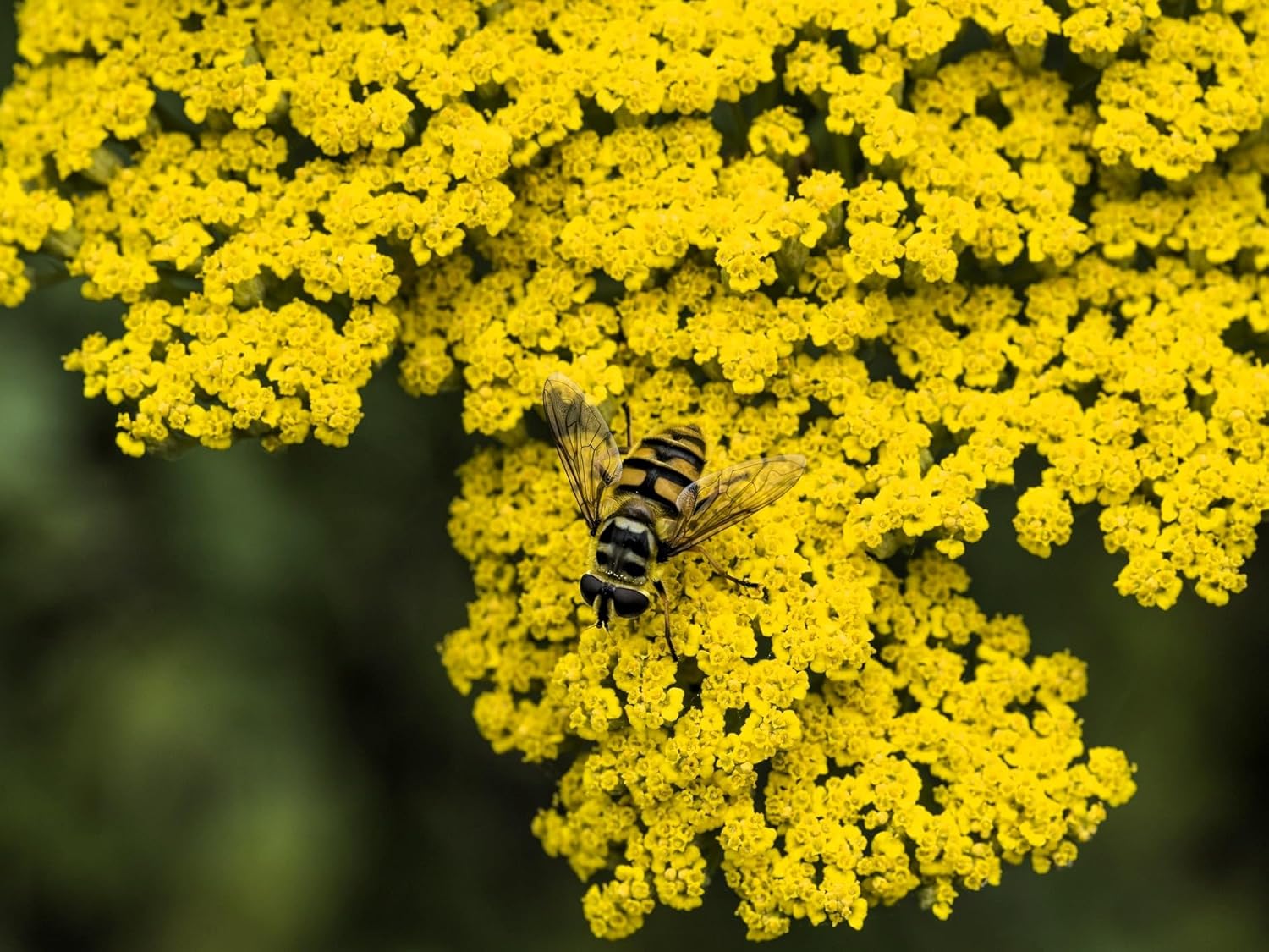 Greenwood Nursery: Live Perennial Plants - Achillea 'Moonshine' Yarrow - [Qty: 2X Pint Pots] - (Click for Other Available Plants/Quantities)