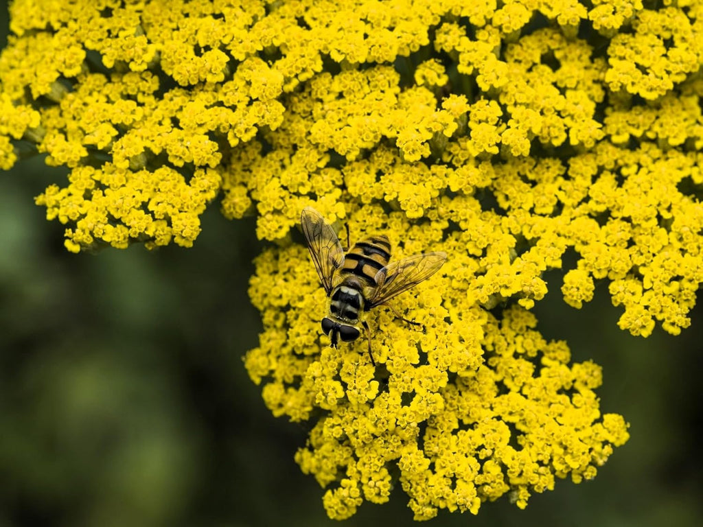 Greenwood Nursery: Live Perennial Plants - Achillea 'Moonshine' Yarrow - [Qty: 3X Pint Pots] - (Click for Other Available Plants/Quantities)