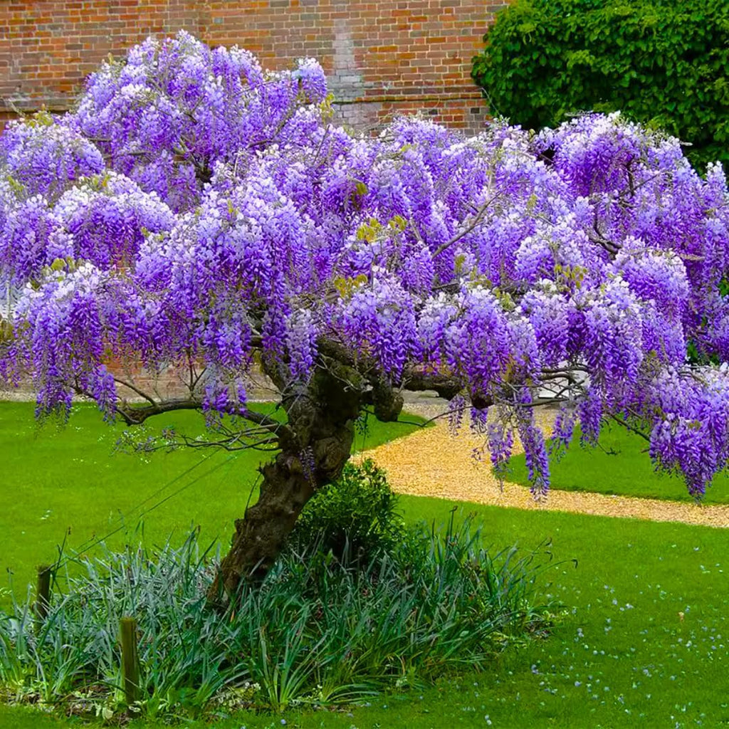 Purple Wisteria Tree Live Plant, 6 to 15 Inch in Height, 2.5 Inch Pot, Well Rooted, Wisteria Vine Plant, Wisteria Tree Live Plant