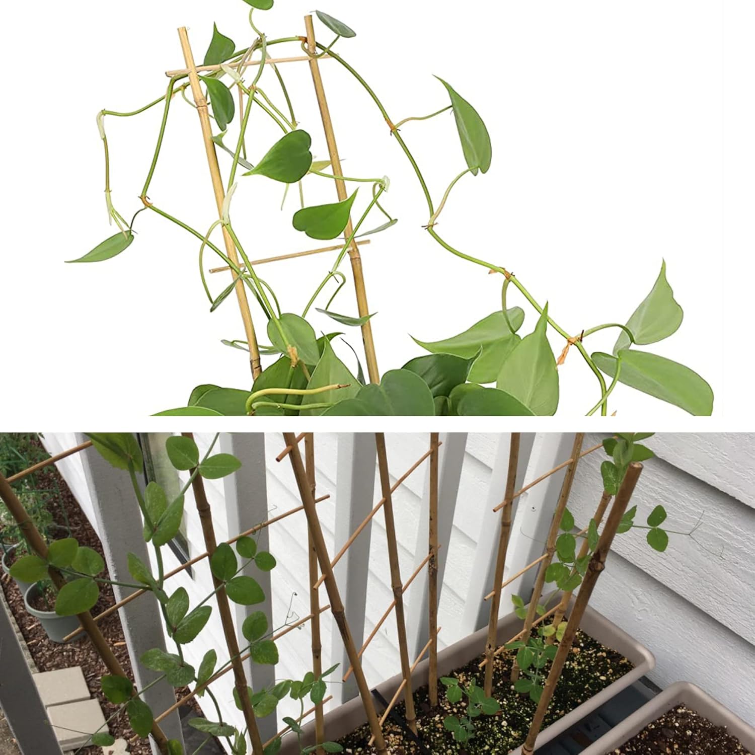 Avalution 10 Pack Natural Bamboo Trellis for Climbing Plants 16" Outdoor Garden Ladder Trellis, Fan -Shaped Plant Support Trellis for Potted Plant