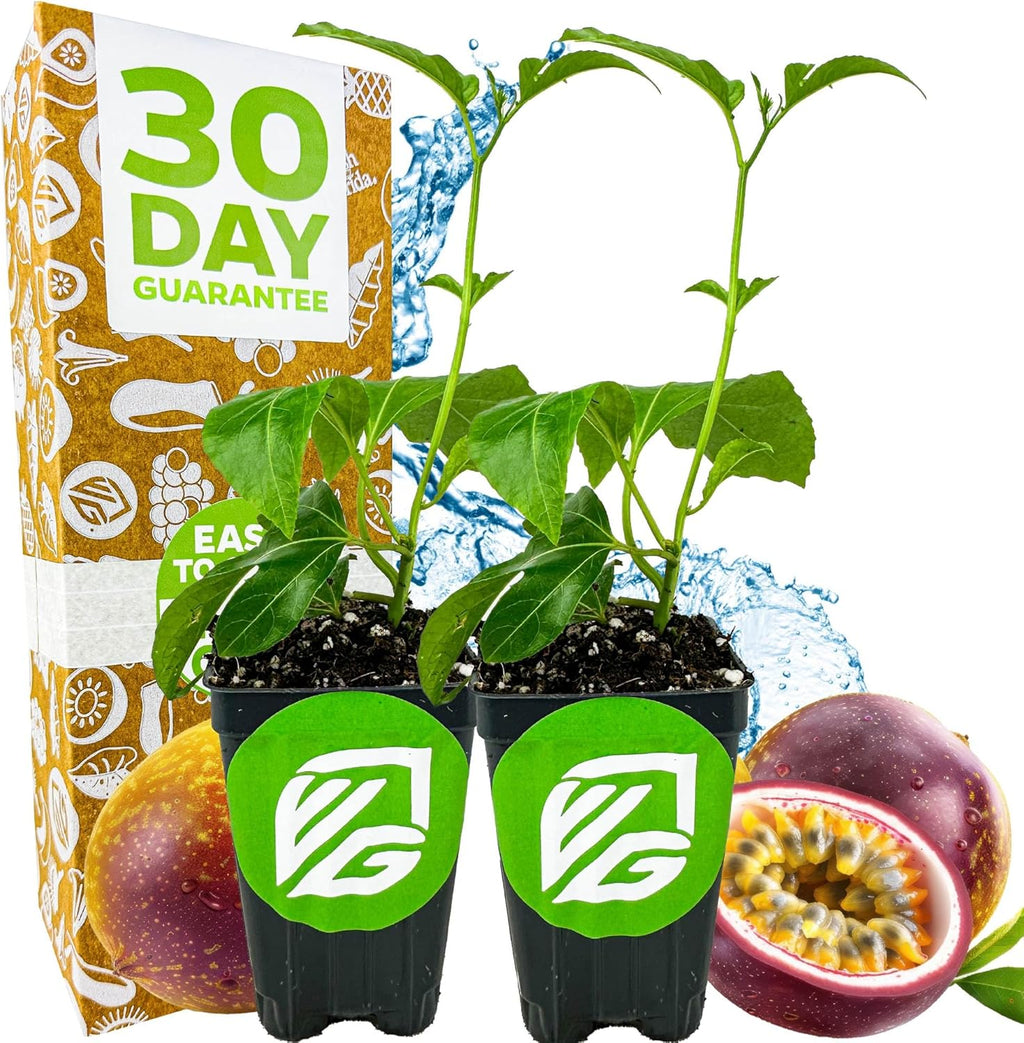 Bounty Passion Fruit Plant Vine – Passiflora by Wellspring Gardens – Sweet, Juicy Fruit – Fast-Growing & Vigorous – Great for Trellises, Fences & Containers (2-Pack)