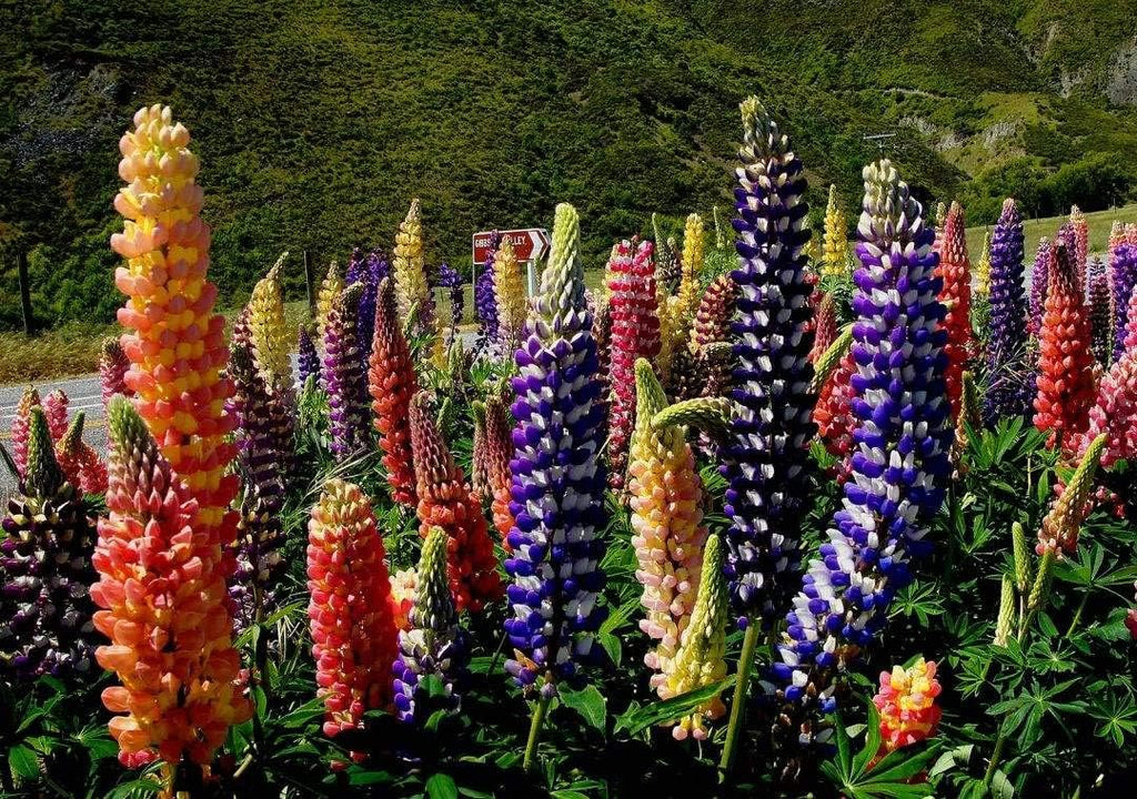 2000 Russell Lupine Seeds for Planting, Perennial Wildflower Seed Mix, Lupinus Polyphyllus Flowers Seeds, Ideal for Garden Borders, Pollinator Friendly