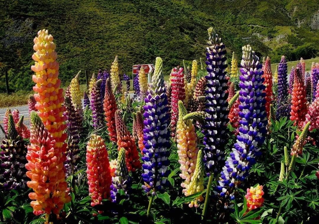 2000 Russell Lupine Seeds for Planting, Perennial Wildflower Seed Mix, Lupinus Polyphyllus Flowers Seeds, Ideal for Garden Borders, Pollinator Friendly