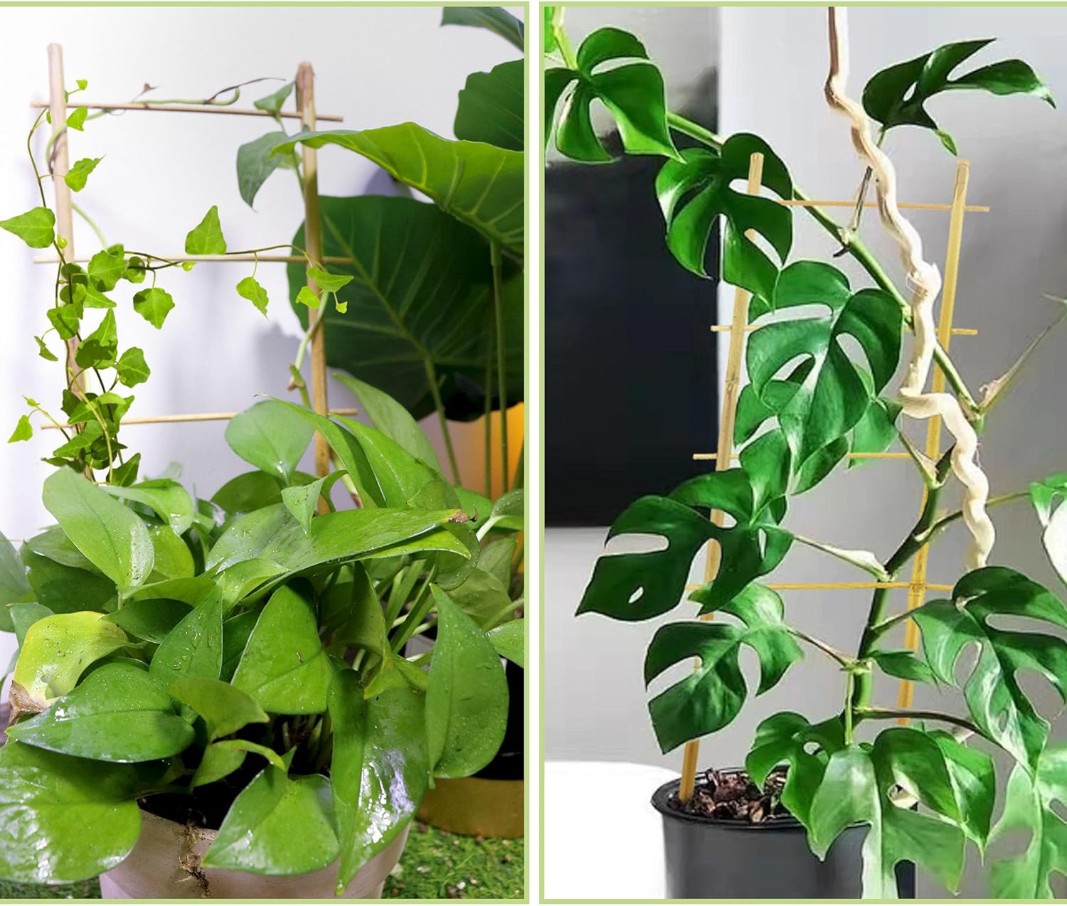 Avalution 20 Pack Bamboo Trellis for Climbing Plants Indoor, 16 Inch Garden Ladder Trellis for Potted Plants, Fan-Shaped Small Plant Support Trellis for Houseplants Ivy Hoya Vine Monstera