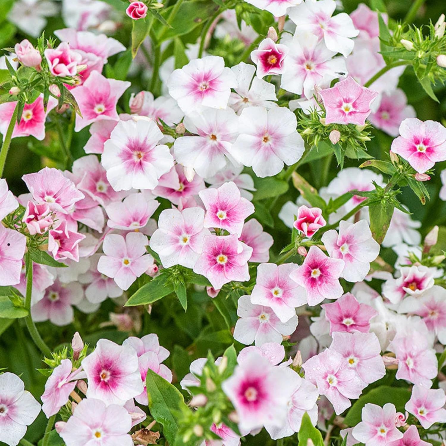 1000+ Phlox Seeds for Planting - Phlox Popstars Seeds Perennial Ground Cover Plants- Annual Flower for Home Garden