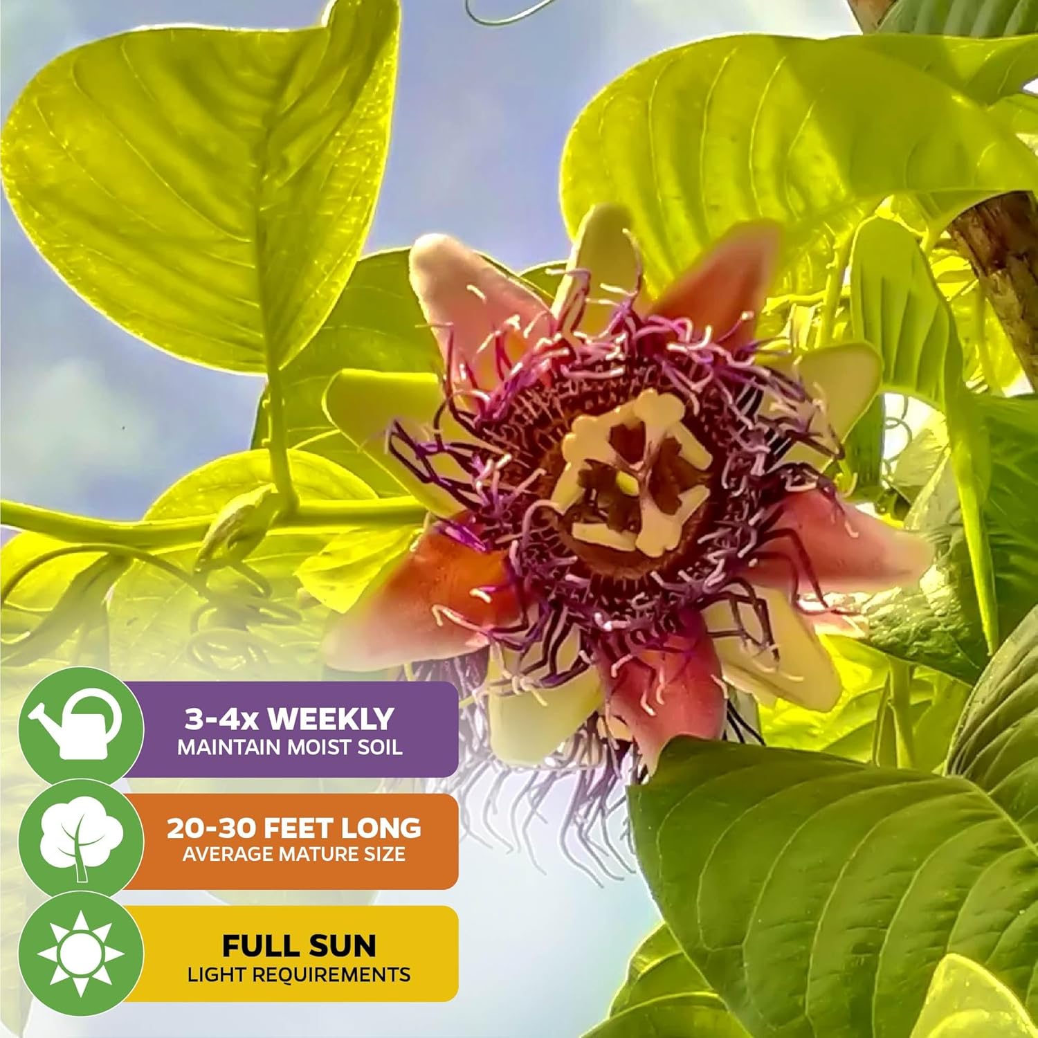 Granadilla Passion Fruit Vine Live Starter Plant - Passiflora quadrangularis by Wellspring Gardens - Climbing Vine with Aromatic Fruit & Stunning Flowers - Ideal for Outdoor & Garden Landscaping