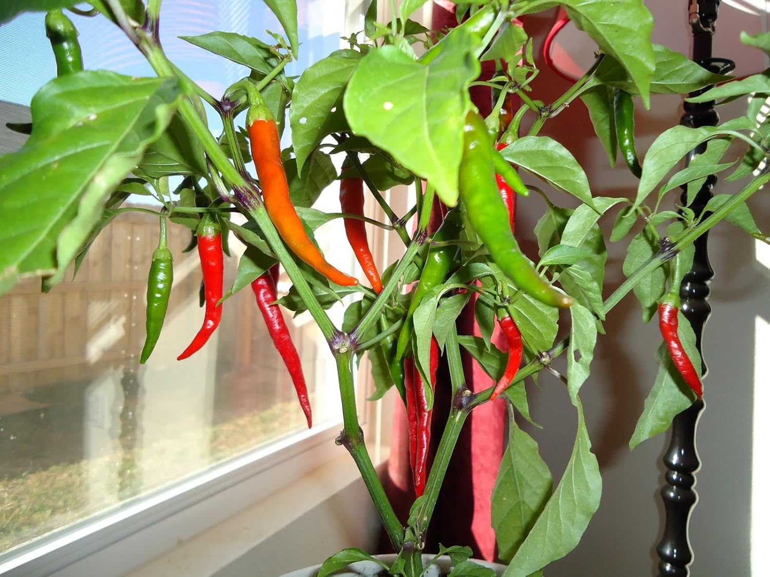 Clovers Garden Cayenne Long Slim Pepper Plants- Two (2) Live Plants – Non-GMO - Not Seeds – Each 4"-8" Tall in 4 Inch Pots - Medium Heat, Dries Well