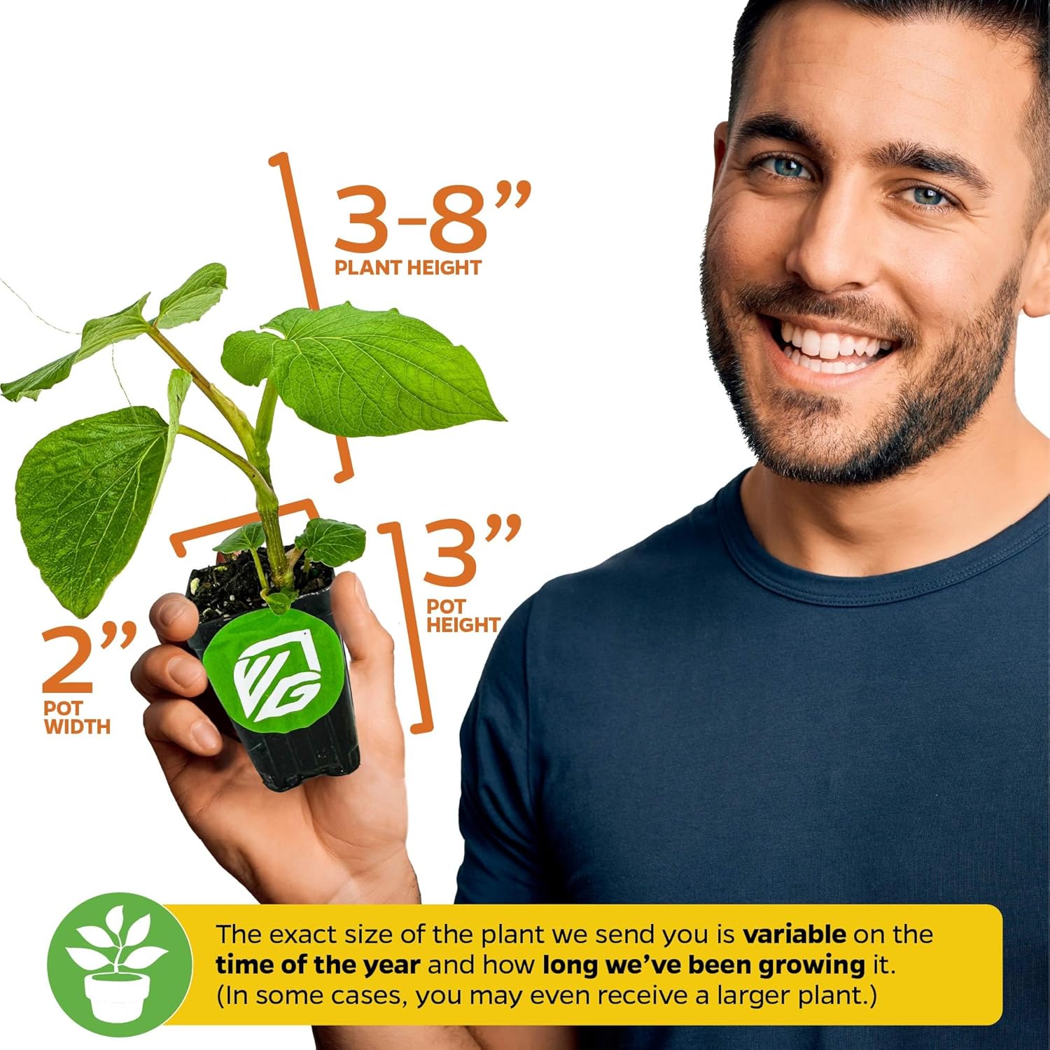 Black Pepper - Piper nigrum - Wellspring Gardens Starter Plant, Live Peppercorn Tree, Herb for Indoor/Outdoor Growing, Dwarf Fruit Plant, Ready for Planting in Gardens, Variety for Cooking and Spices