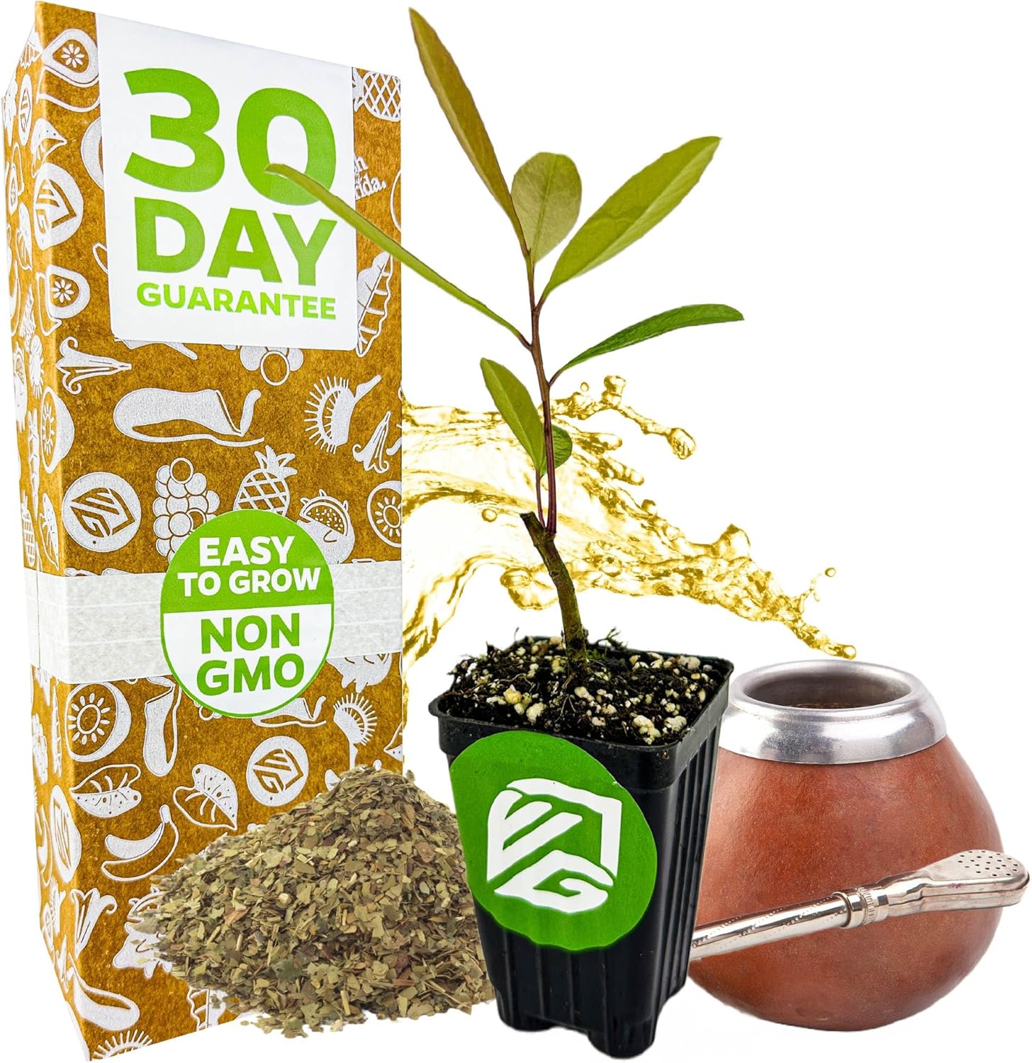 Yerba Mate - Ilex paraguariensis by Wellspring Gardens - South American Tea Plant - Cultural Heritage Tree - Exotic Botanical Energizer - Holly Family Plant - Starter Plant Herb Plant