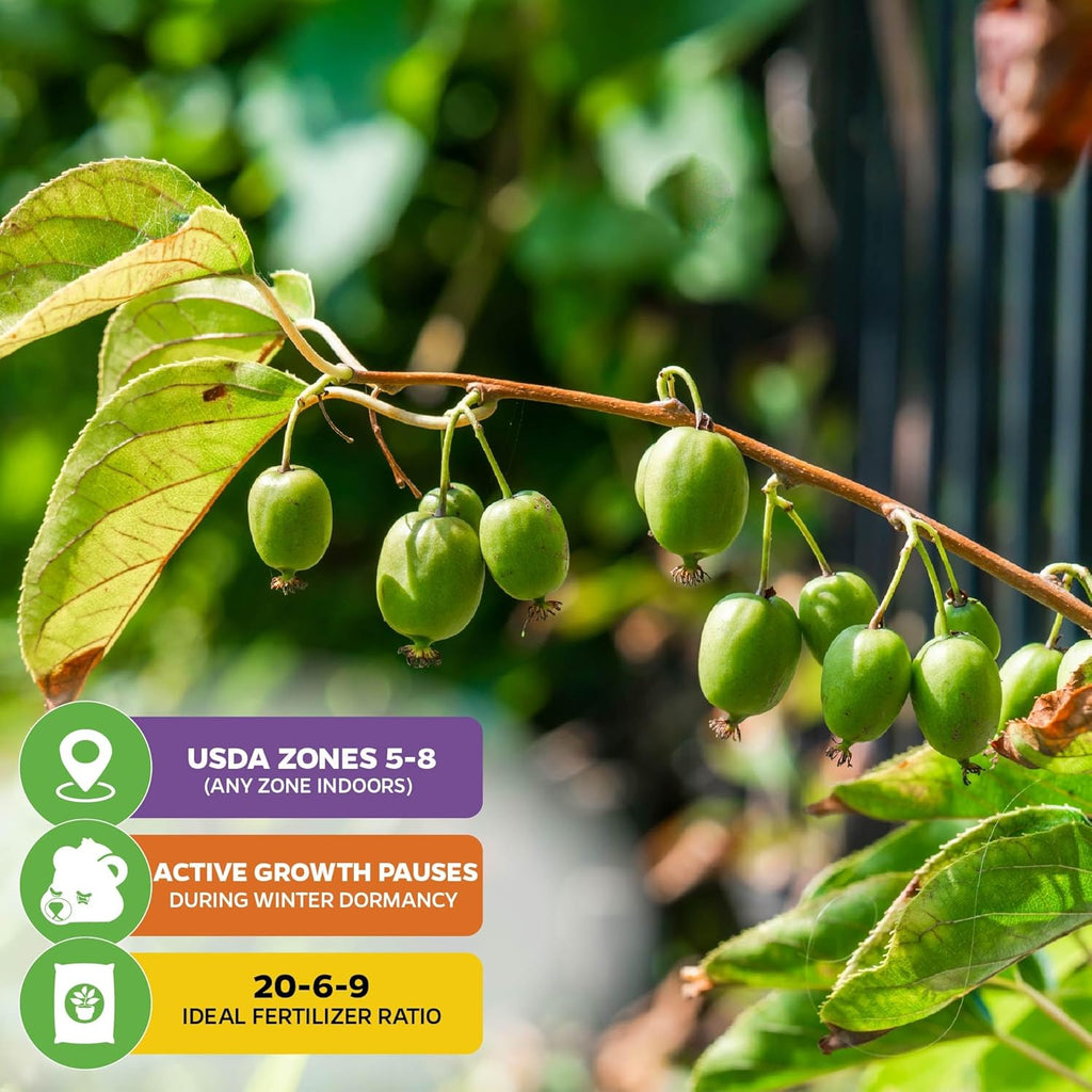 Issai Kiwi Vine Live Plant - Actinidia arguta by Wellspring Garden - Hardy Kiwi Fruit Trees Live Plant - Thriving Fruit Tree Starter for Your Garden - Starter Plant