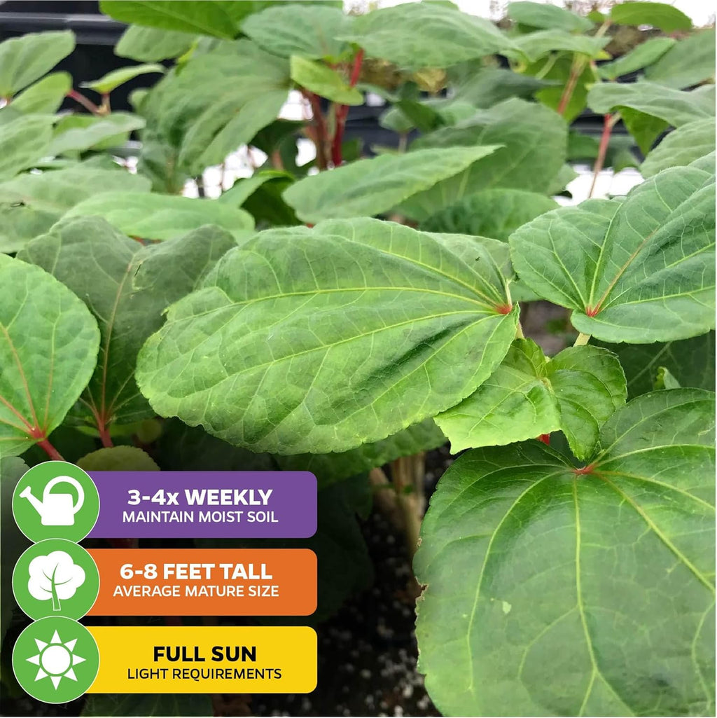 Kiko's Crump South Sea Salad Tree (BeLe Tree) Live Plant - Abelmoschus manihot - Wellspring Gardens Salad Tree Starter Plant - Live Vegetable Plant - Easy to Grow - Ideal for Outdoor & Indoor Planting