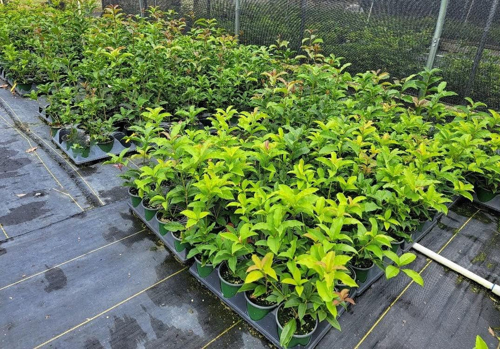 Yellow Flowering Fragrant Tea Olive - Live Plant - (1 QT)