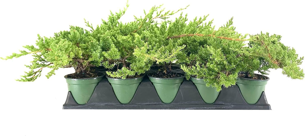 Dwarf Japanese Garden Juniper | 3 Live 4 Inch Pots | Juniperus Procumbens Nana | Drought Tolerant Evergreen Groundcover | Great Plants for Bonsai