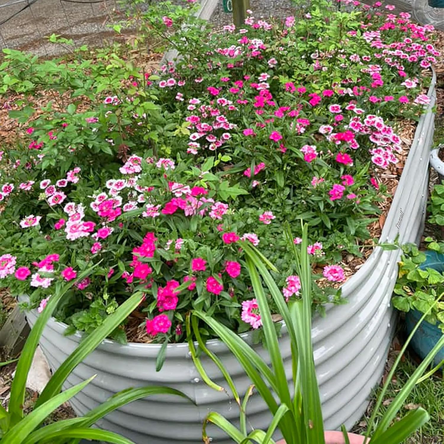 6 Pack 8x3x2FT Galvanized Raised Garden Bed Kit Oval Metal Ground Planter Box Outdoor Bottomless Planter Raised Beds for Vegetables Flowers Herbs Fruits, Gray