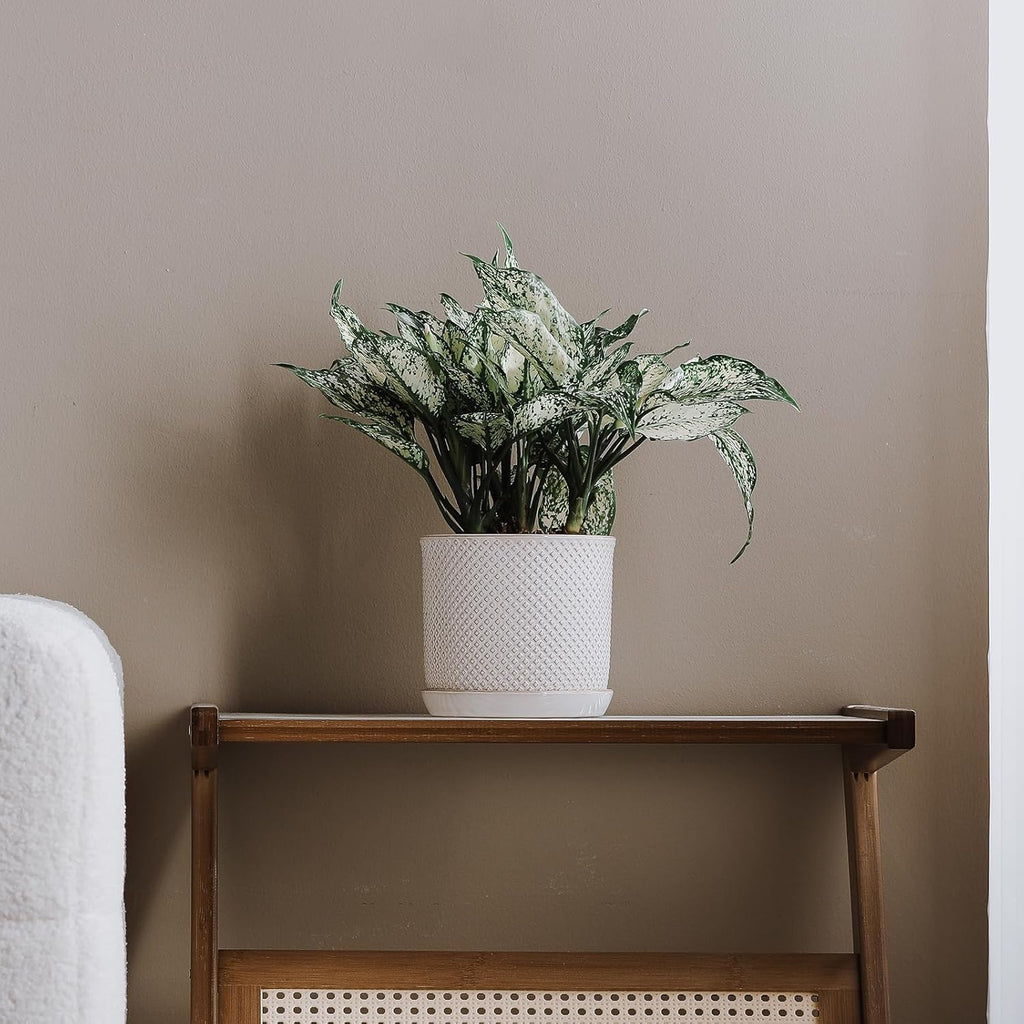 5.8 Inch Plant Pot: Ceramic Planter with Drainage Hole & Saucer for Indoor Outdoor Plants - Flowerpot with Bonded Tray for Home Office - Beaded Embossed Style, Cream White