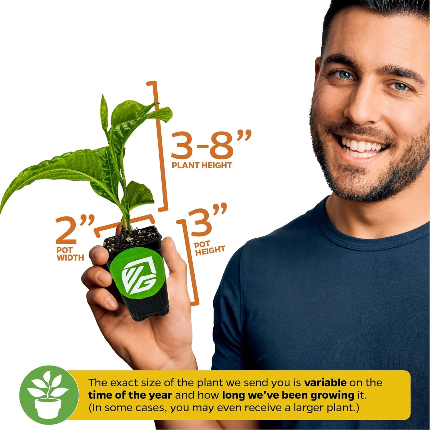 Purple Possum Passion Fruit Live Vine Starter Plant - Passiflora edulis by Wellspring Gardens - Climbing Vine with Aromatic Fruit & Stunning Flowers - Ideal for Outdoor Landscaping & Garden Planting