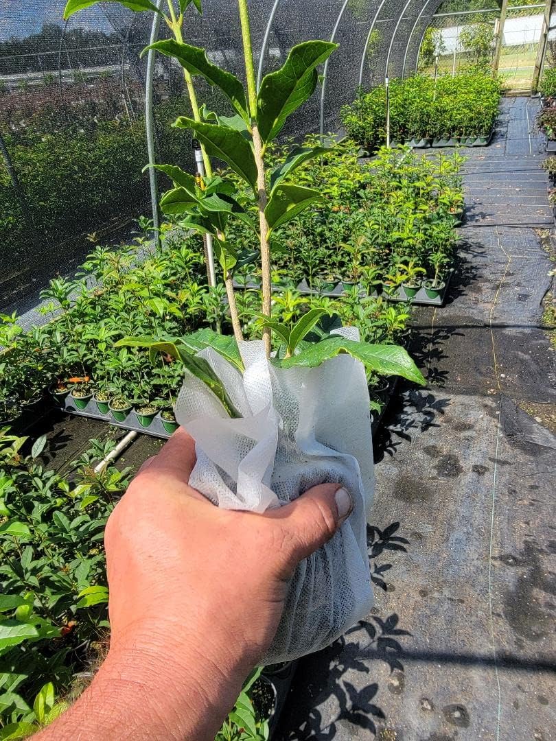 Orange Fragrant Tea Olive - Live Plants - (1 QT)