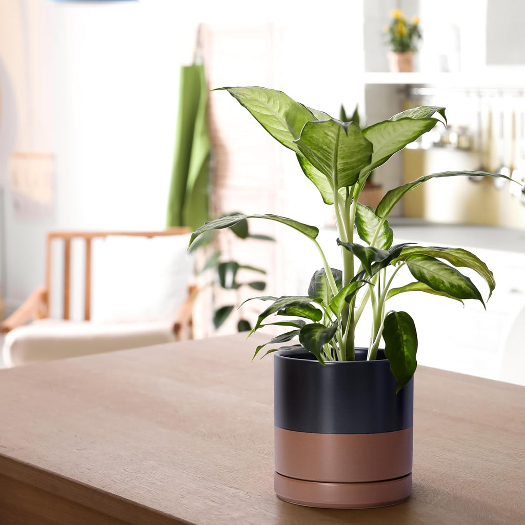 D'vine Dev 3 Inch & 4 Inch & 6 Inch, Set of 3 Round Ceramic Planter Pot with Drainage Hole and Saucer, Black/Speckled Tan, 94-T-S-7