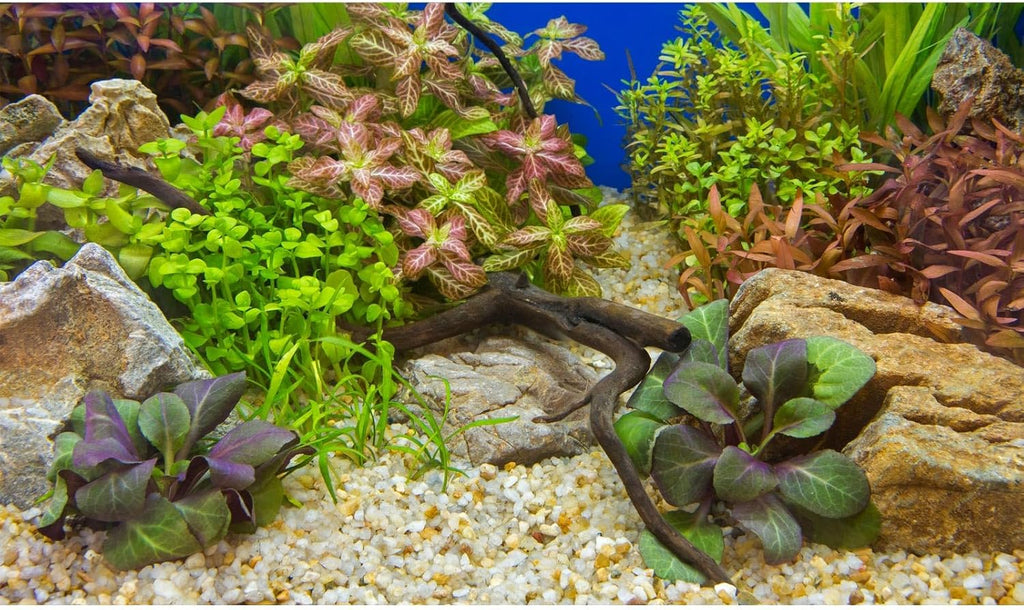 Aquarium Background Various Underwater Grass Plants Pebble Fish Tank Background Vivid Green Aquatic Plants Terrarium Background Stone River Bed Dead Wood Purple Leaves Tank Background 36x18in