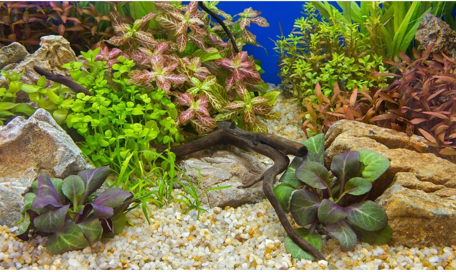 Aquarium Background Various Underwater Grass Plants Pebble Aquarium Backdrop Vivid and Fresh Green Aquatic Plants Stone River Bed and Dead Wood Purple Leaves Tank Background Vinyl 24x12in