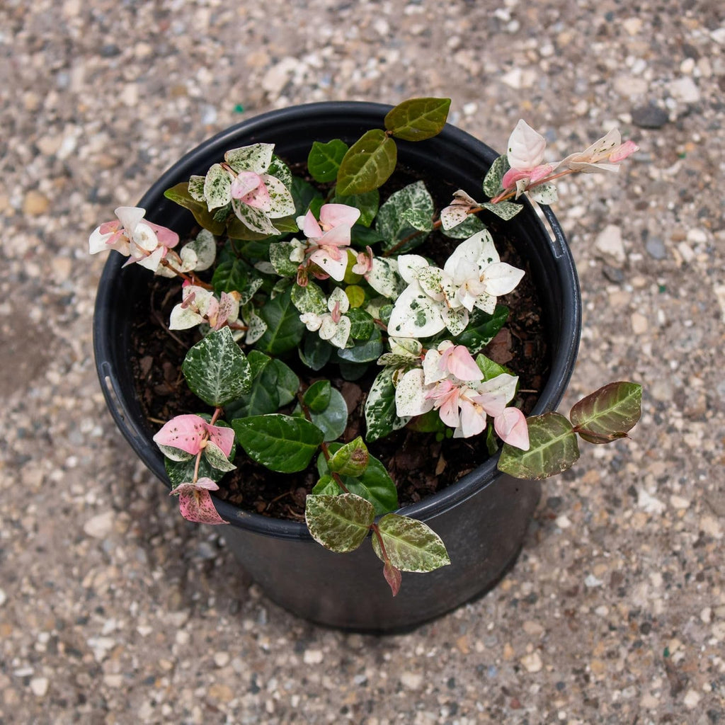 American Plant Exchange Snow & Summer Jasmine – 6-Inch with Pot – Live Fragrant Flowering Climbing Vine, Ideal for Trellises, Garden Beds, or Patio Decor